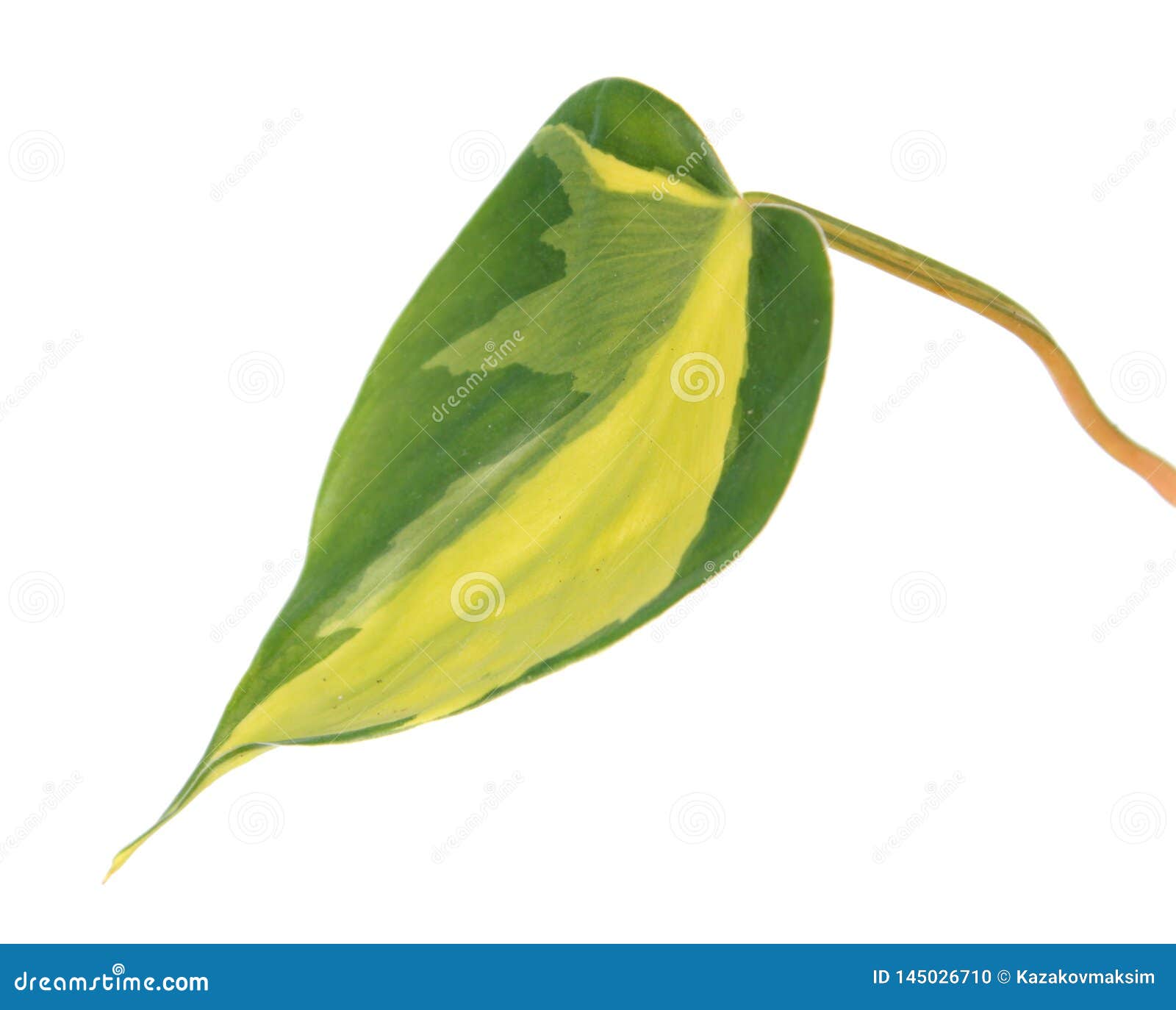 variegated green leaf of philodendron hederaceum var. oxycardium syn. philodendron scandens subsp. oxycardium