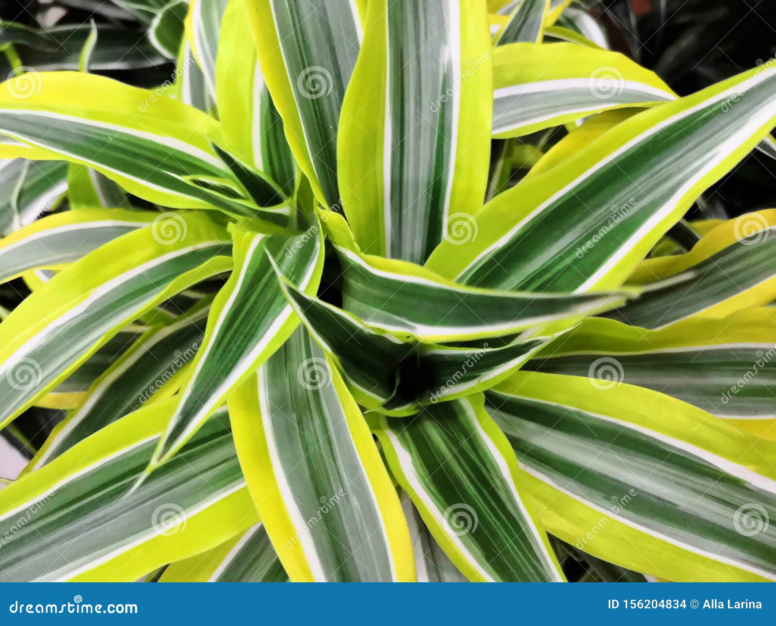 Striped green yellow indoor plant