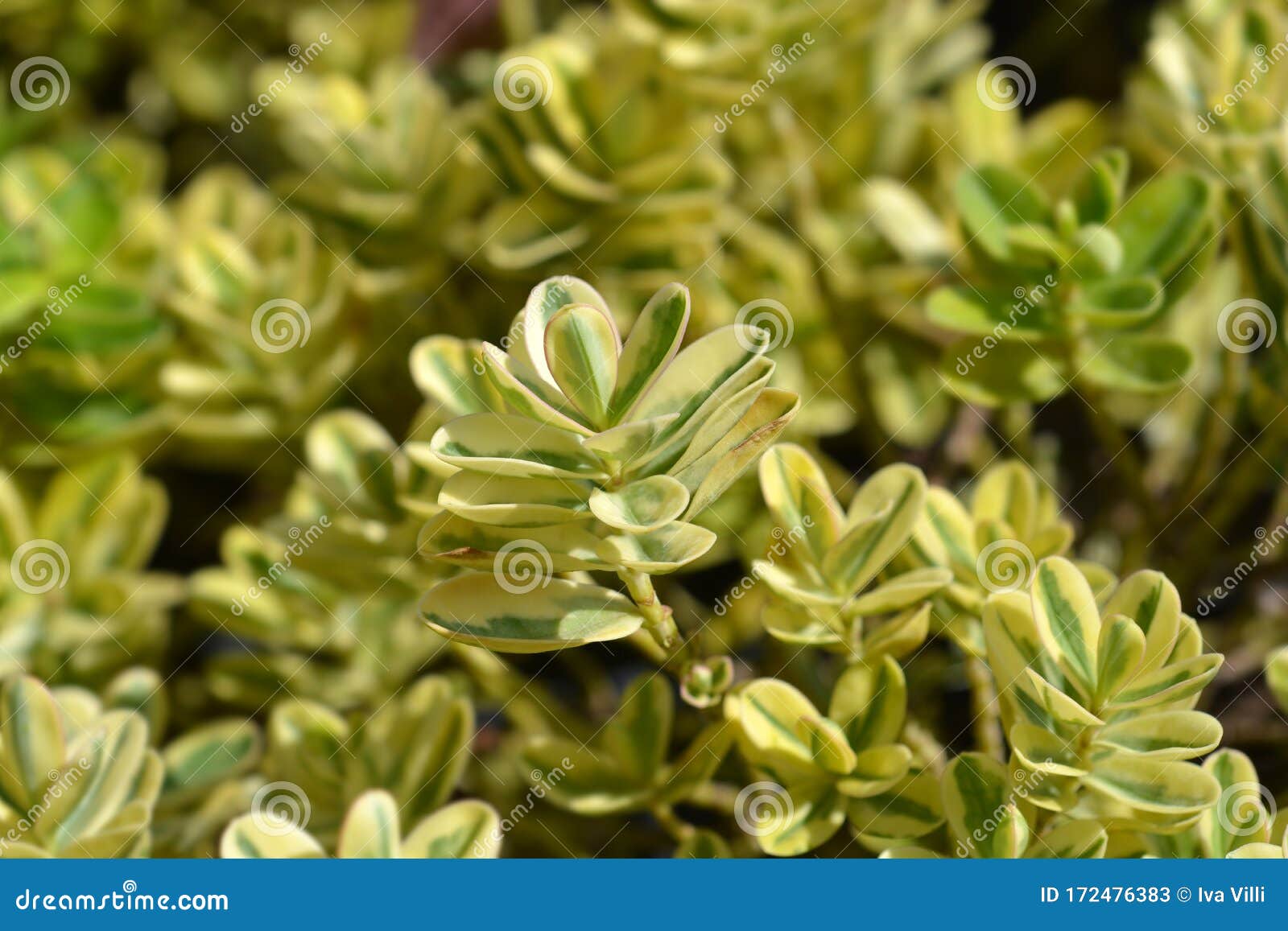 Variegated Hebe stock image. Image of nature, outdoors 172476383