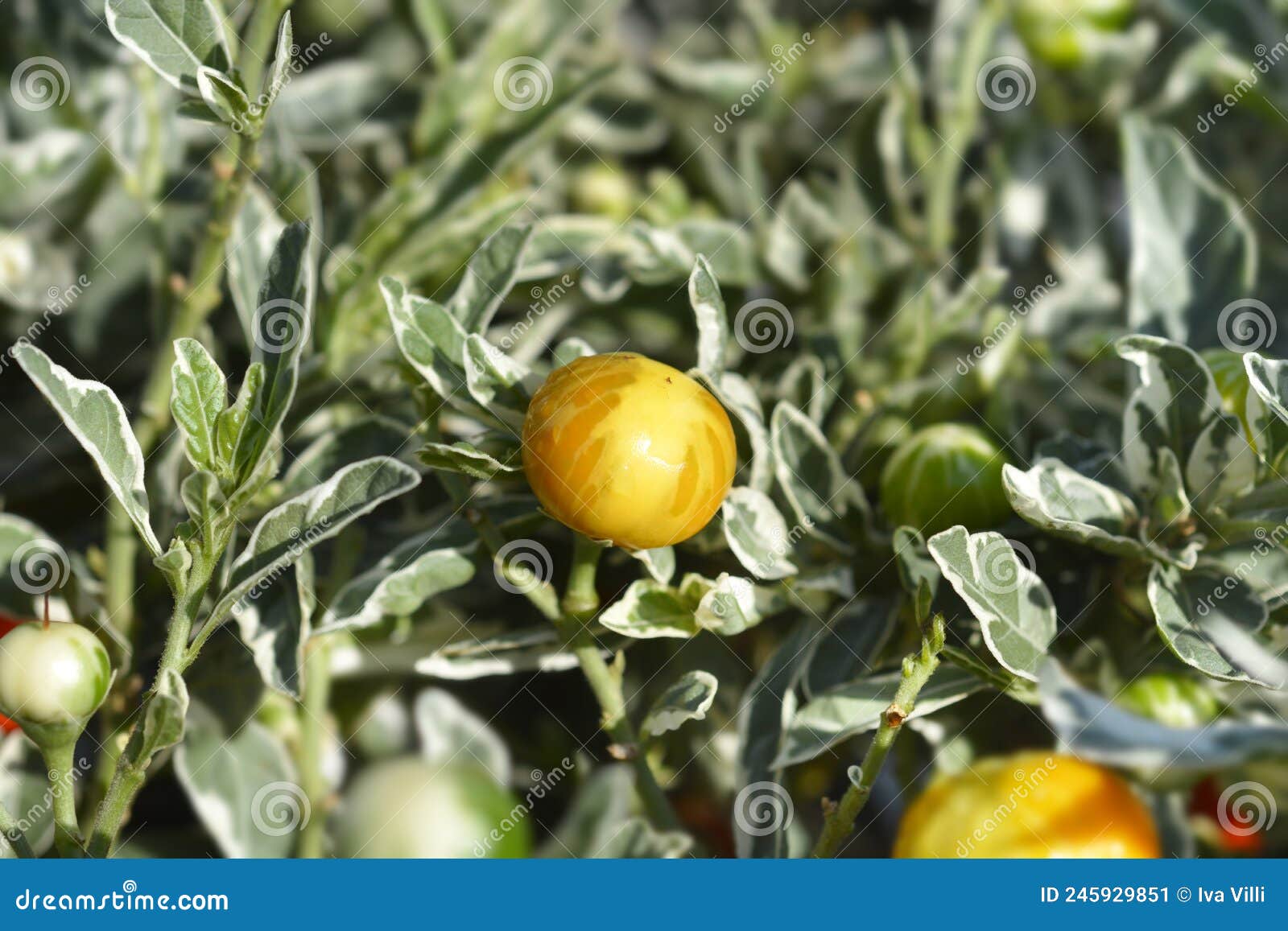 Variegated Jerusalem Cherry Stock Image Image of solanum, close