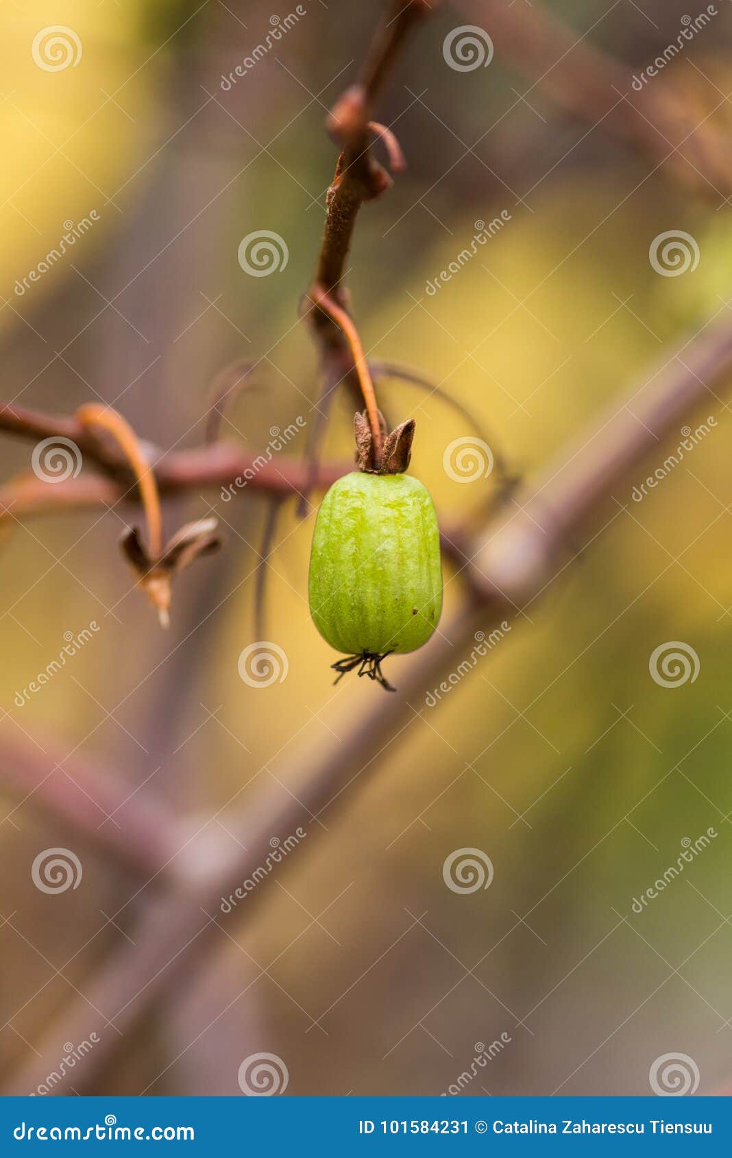 variegated-leaf hardy kiwi, actinidia kolokmita fruits
