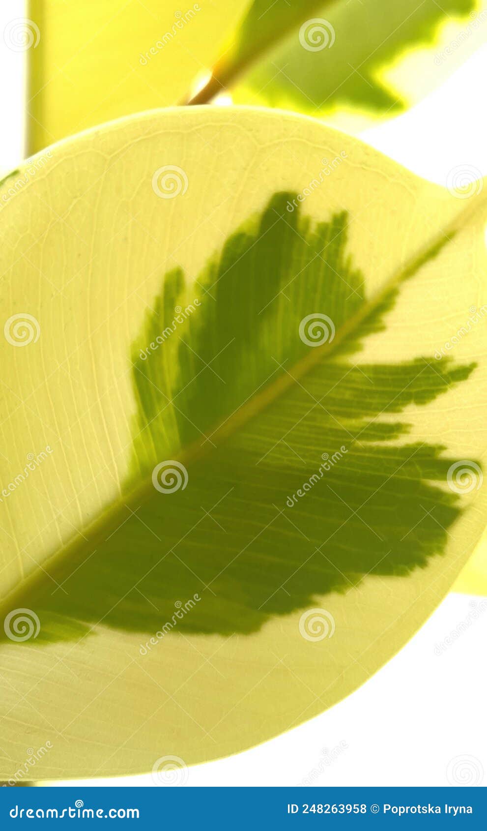 variegated leafs with vein pattern of ficus elastica