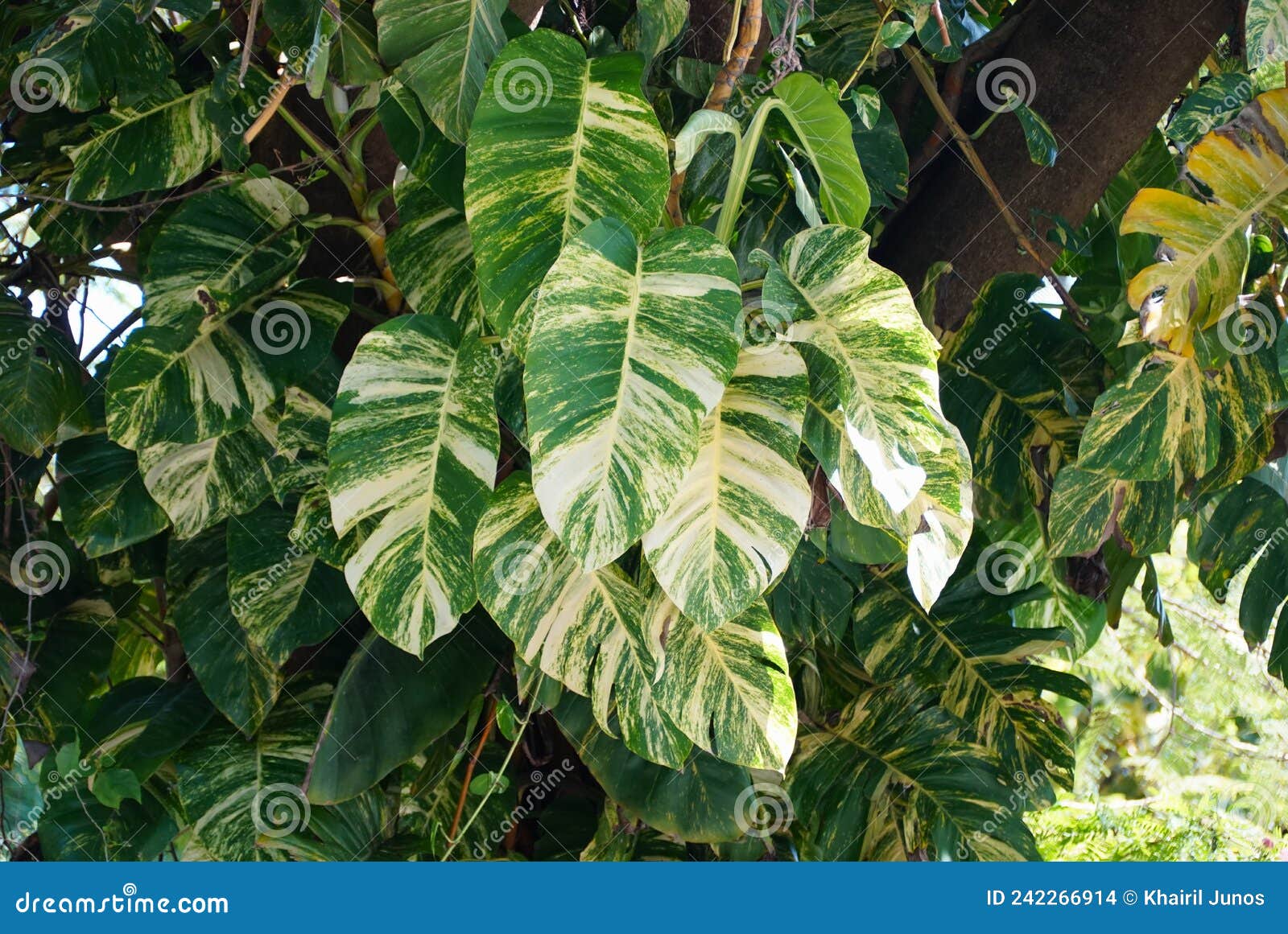 beautiful variegated leaves of giant hawaiian pothos climbing on top of a tree