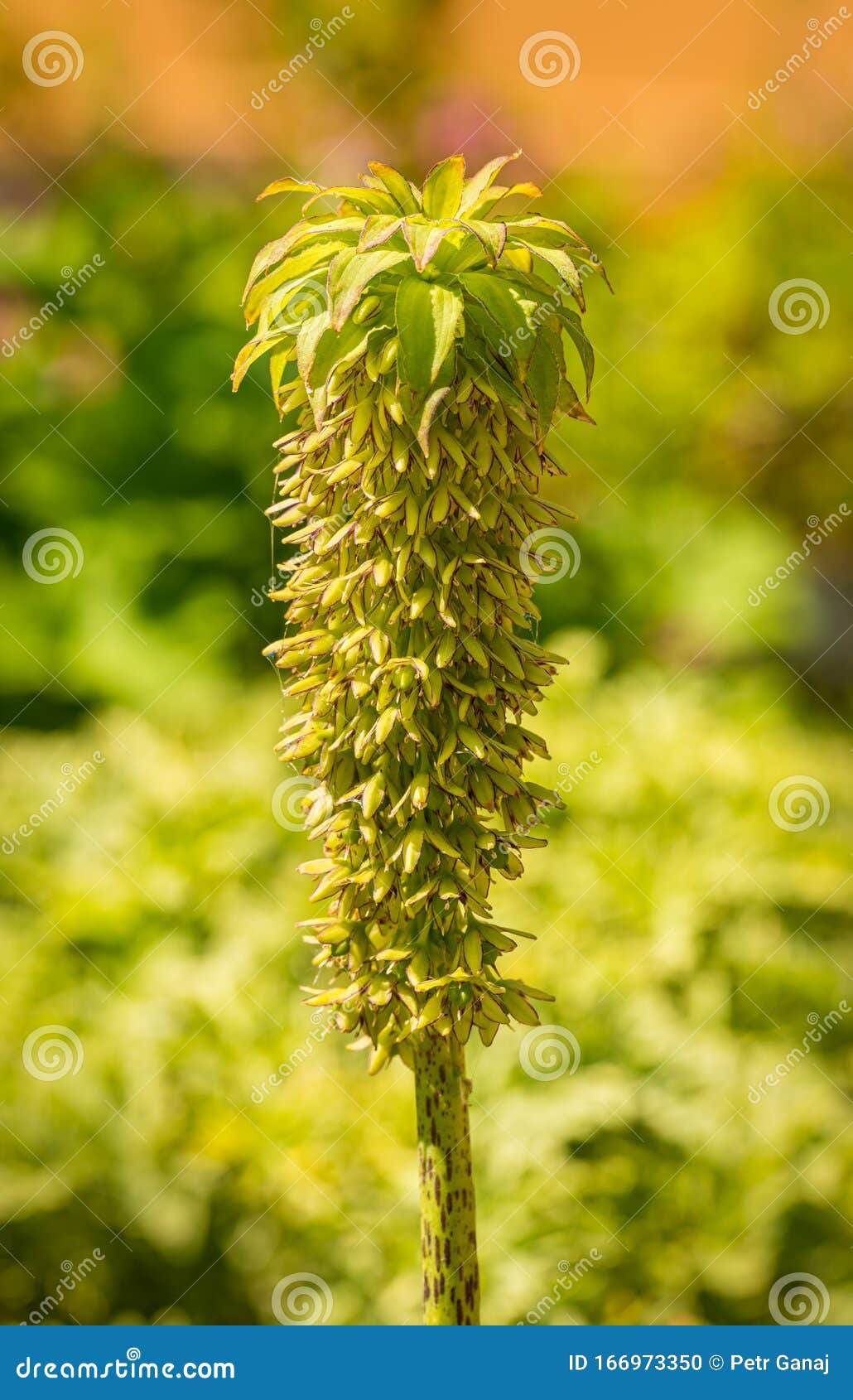 Variegated Pineapple Lily Bicolor Flower Stock Photo Image of foliage, flourishing