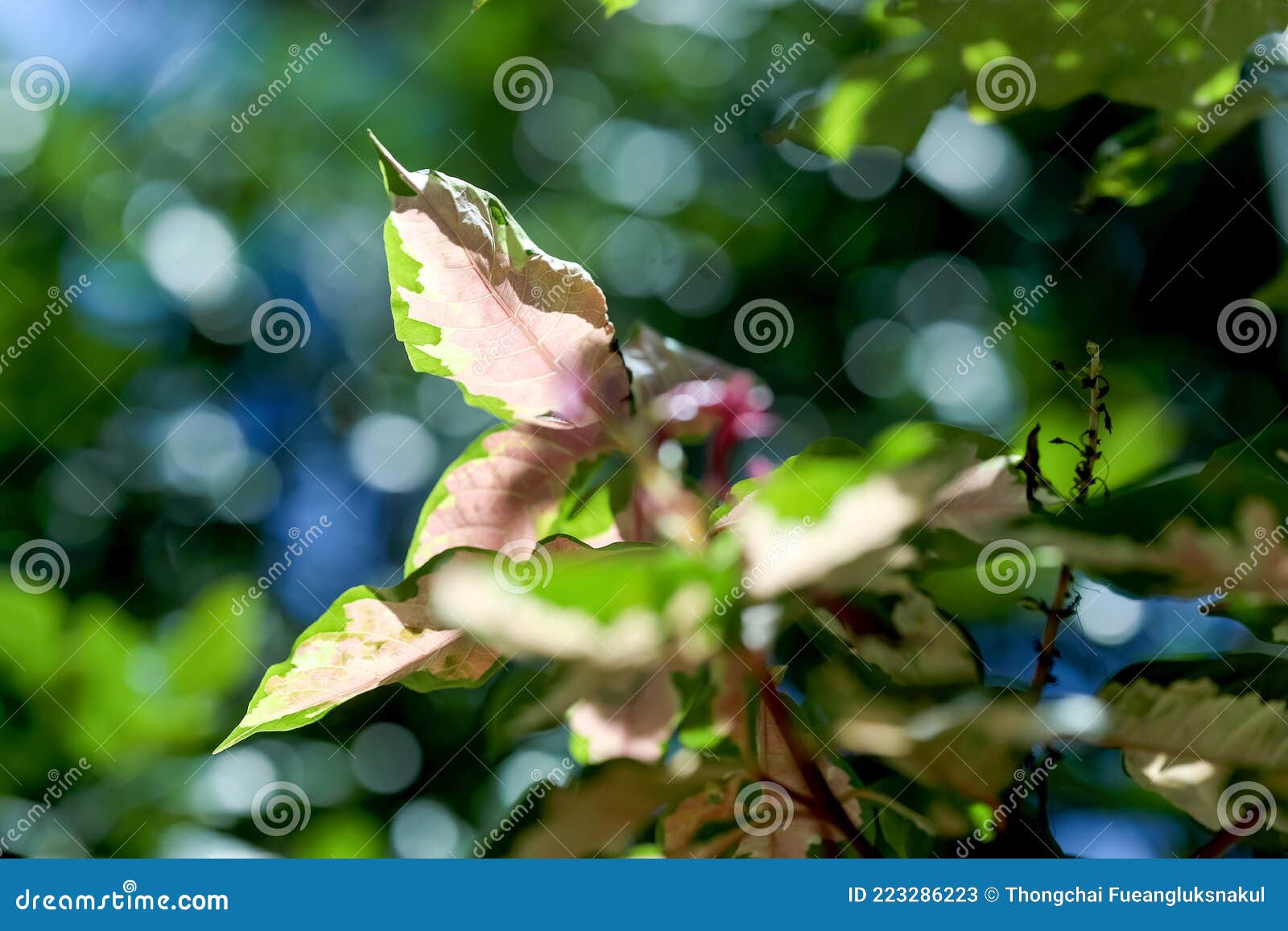 Variegated Plants For Background Or Wallpaper Royalty-Free Stock Photo