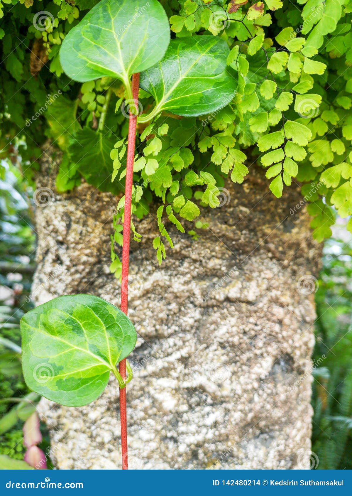 Variegated Plants Ivy with Rock Stock Photo Image of environment