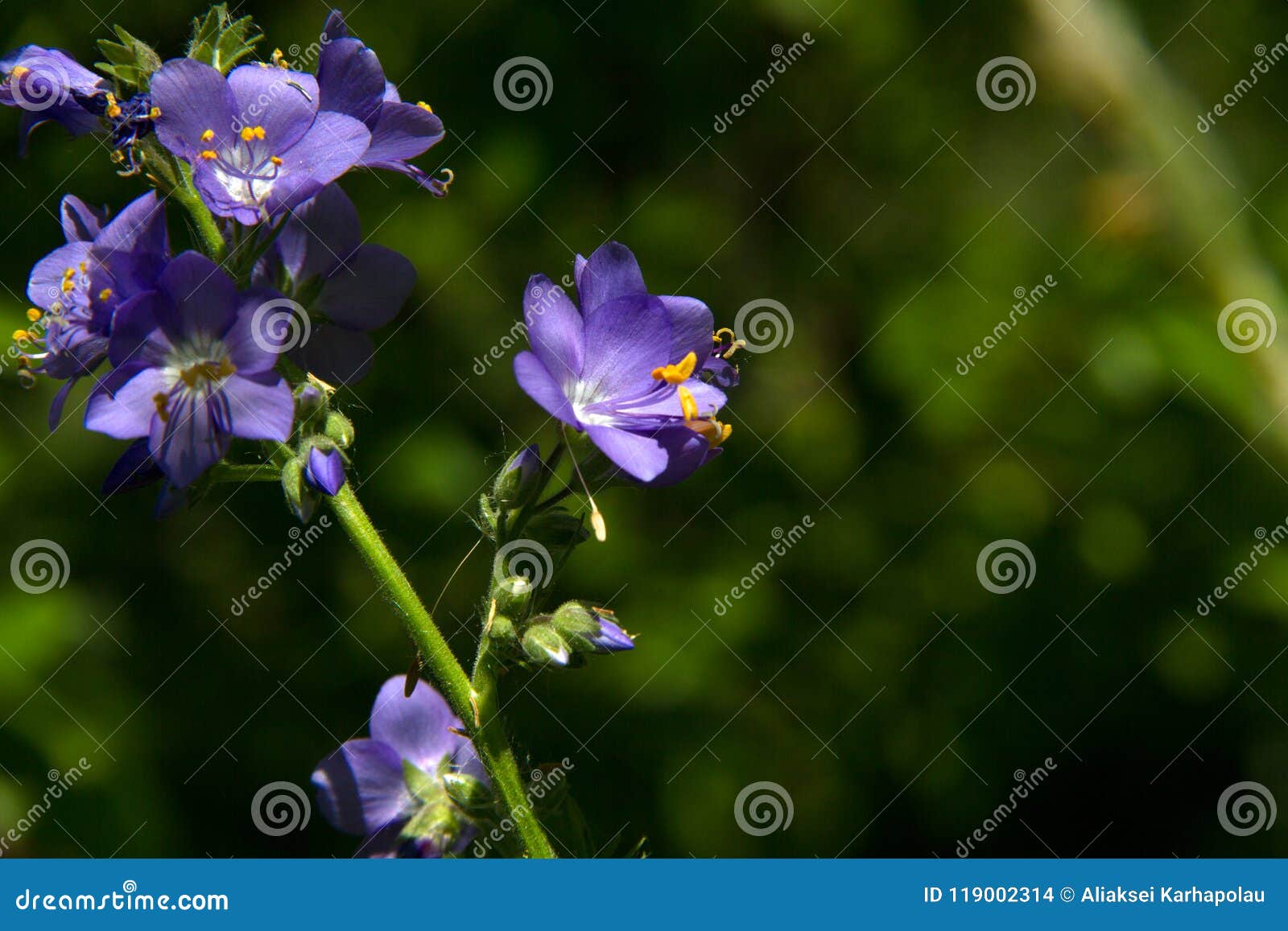 variegated polemonium reptans `stairway to heaven