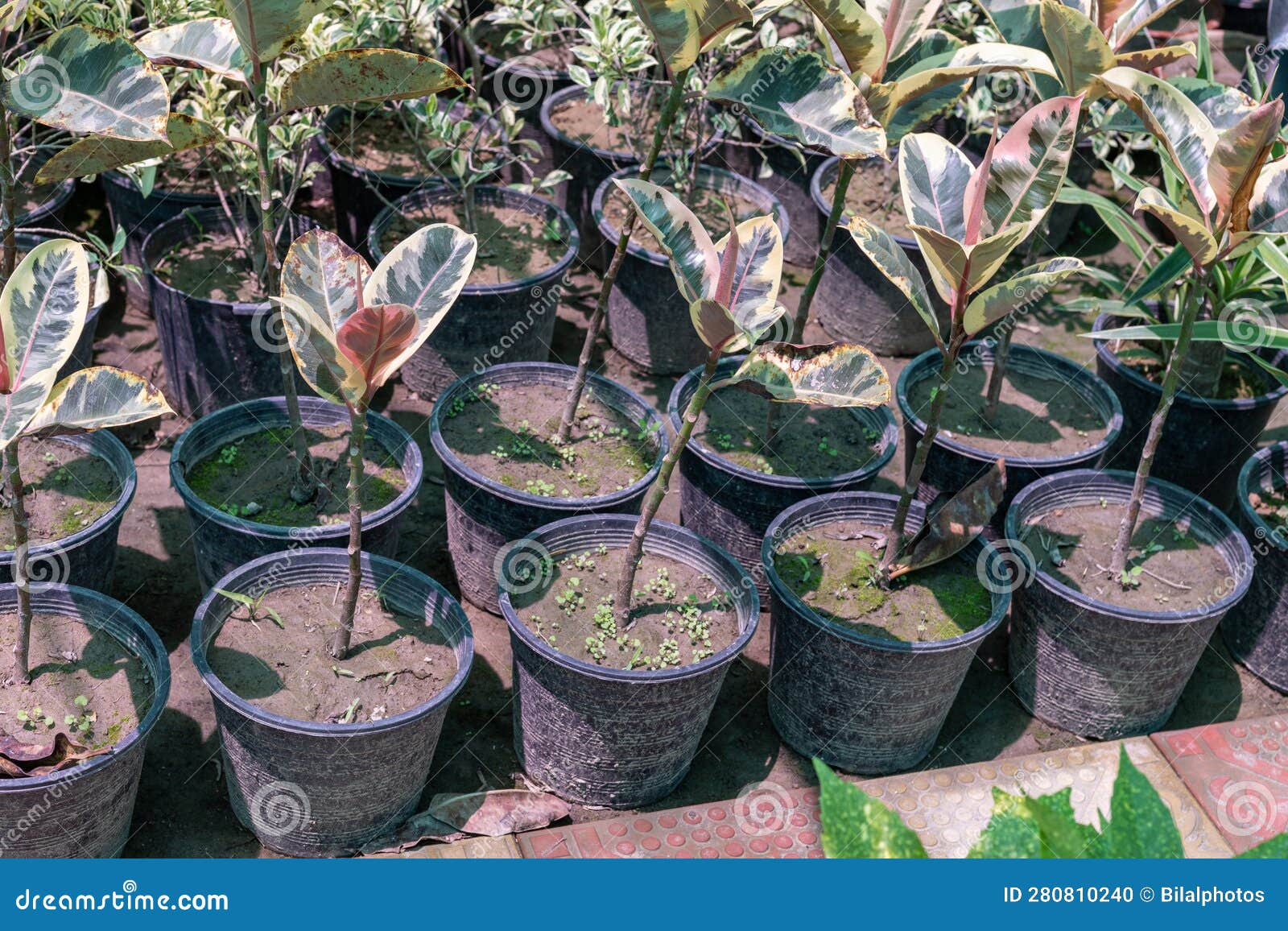 Variegated Rubber Plants in Nursery for Sale Stock Photo Image of