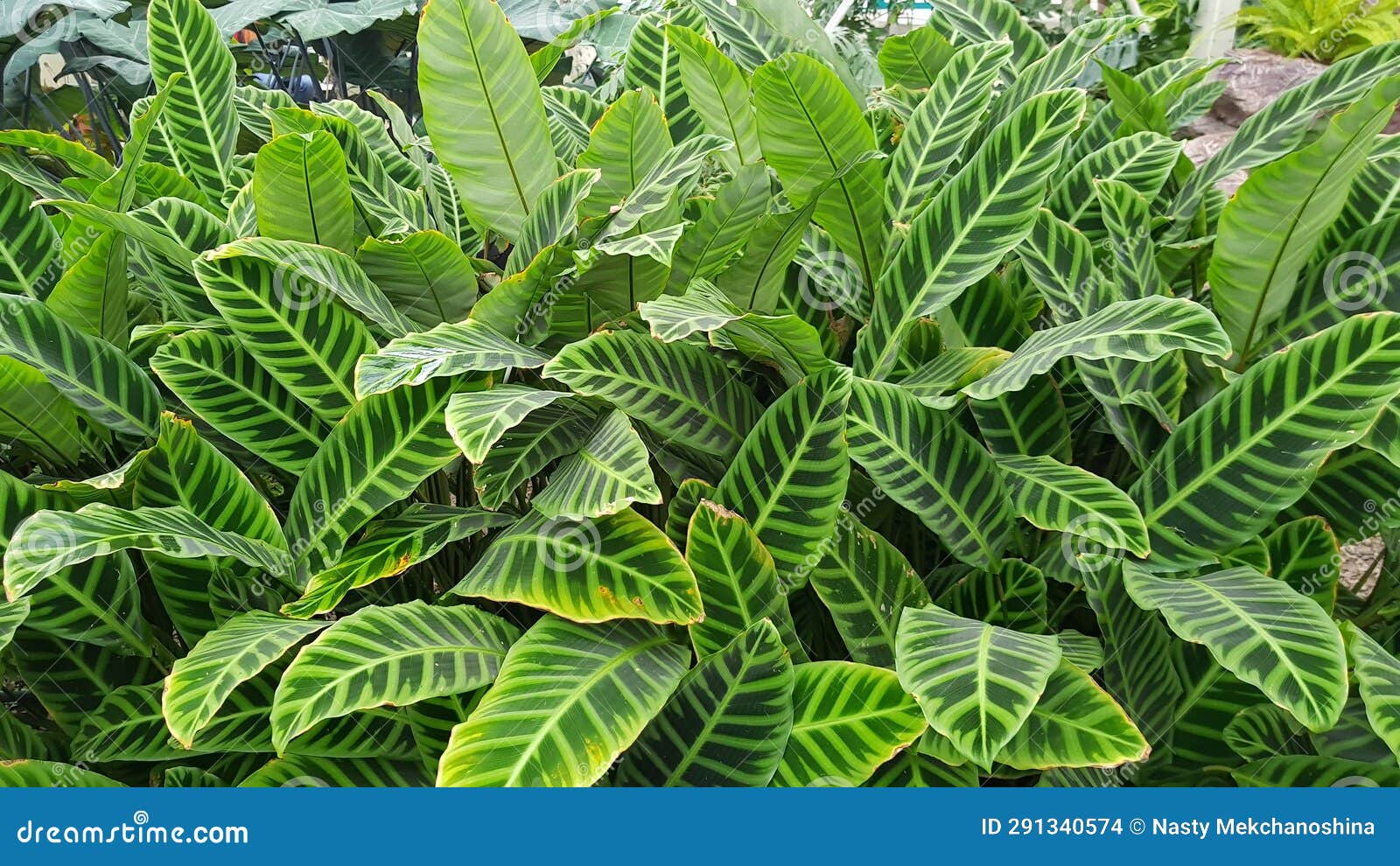 Variegated shrubs stock photo. Image of jungle, variegated - 291340574