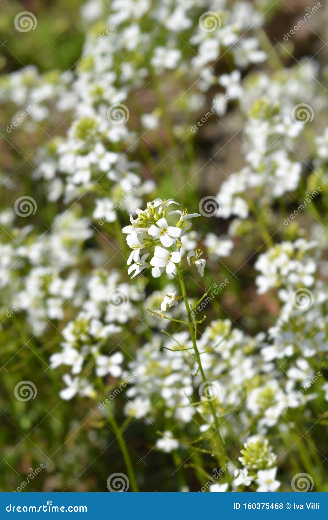 Variegated Alpine Rock Cress (Arabis ferdinandi-coburgi 'Variegata