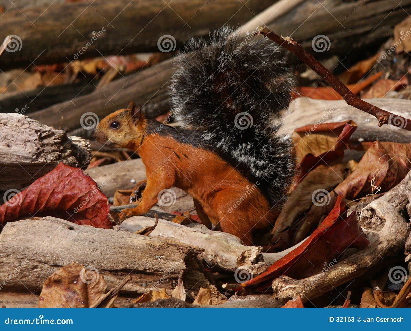 variegated squirrel