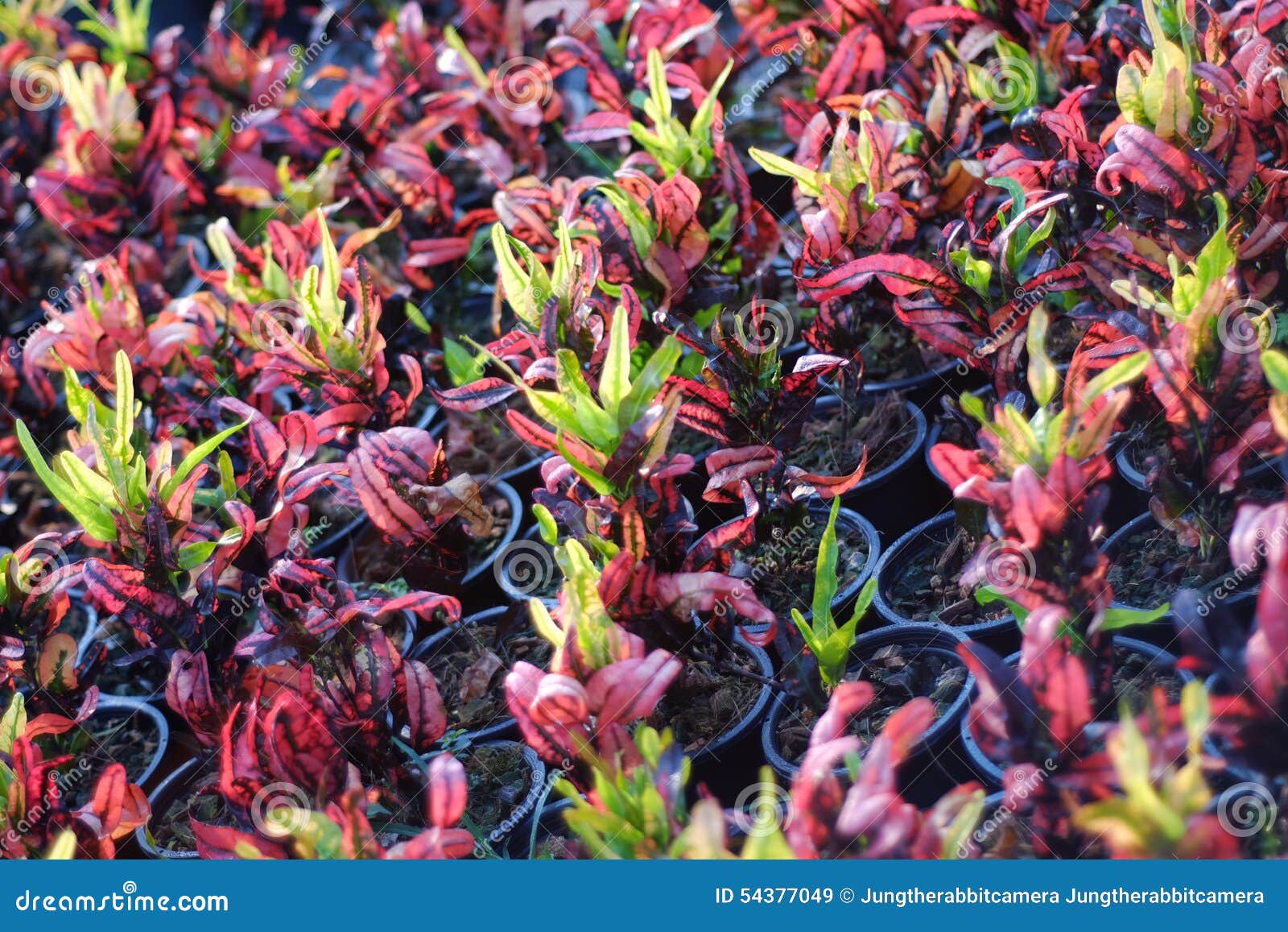 Variegatium do Codiaeum (L ) Blume. Croton, louro Variegated, Croton do jardim