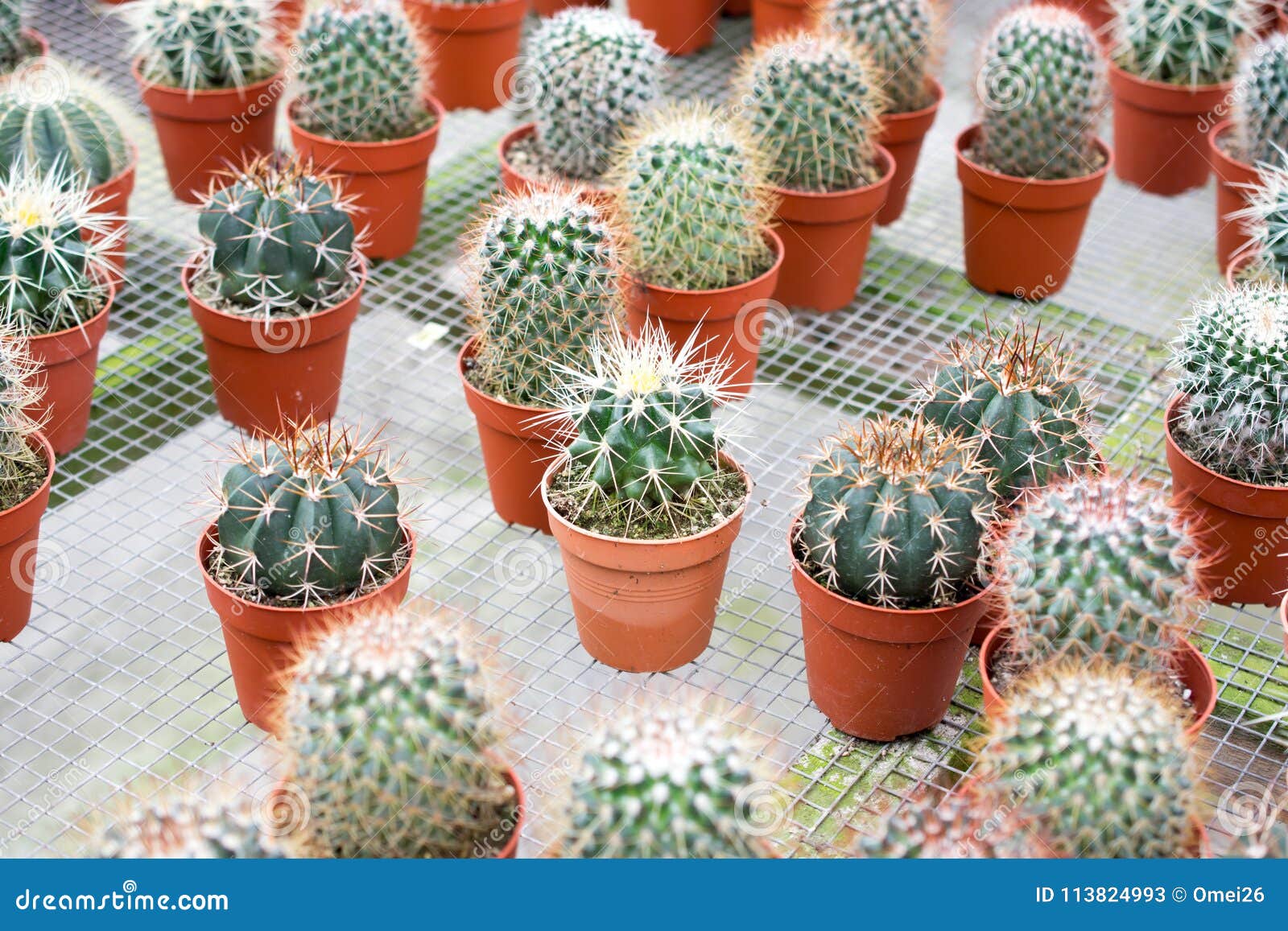 varies cactus plant in the farm cameron highland.
