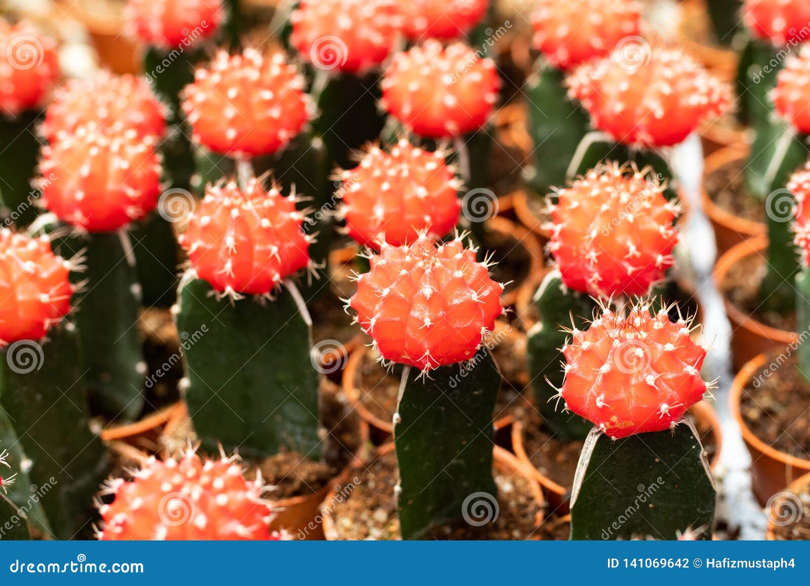 Varieties of Cactus Plant in the Pot. Close Up View Stock Photo Image of blossom, echeveria