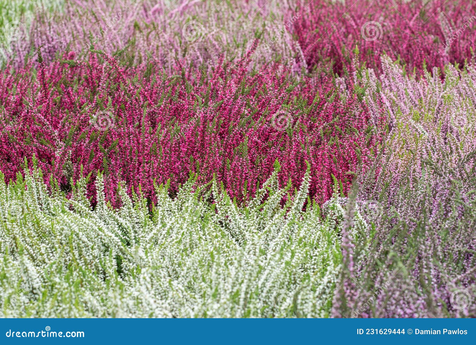 Calluna vulgaris, Ling, Erica, Heather. Floral background