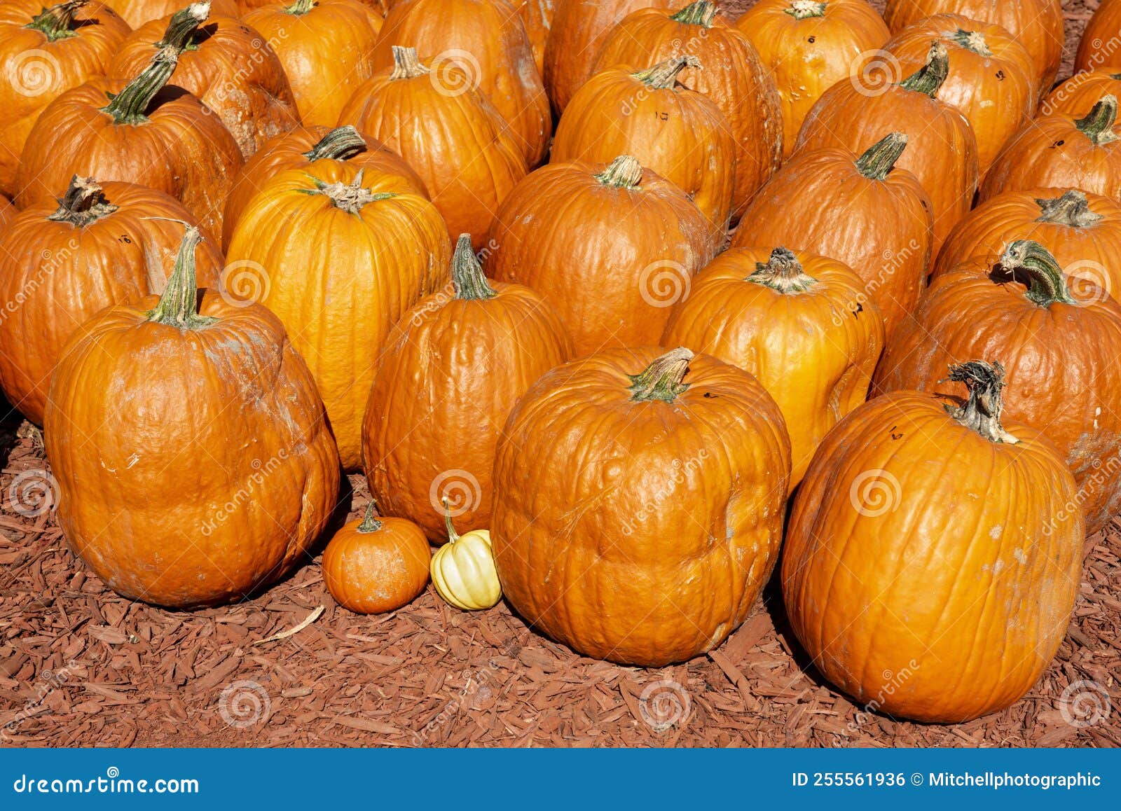 Varieties of Pumpkins for Sale Stock Photo Image of decorative