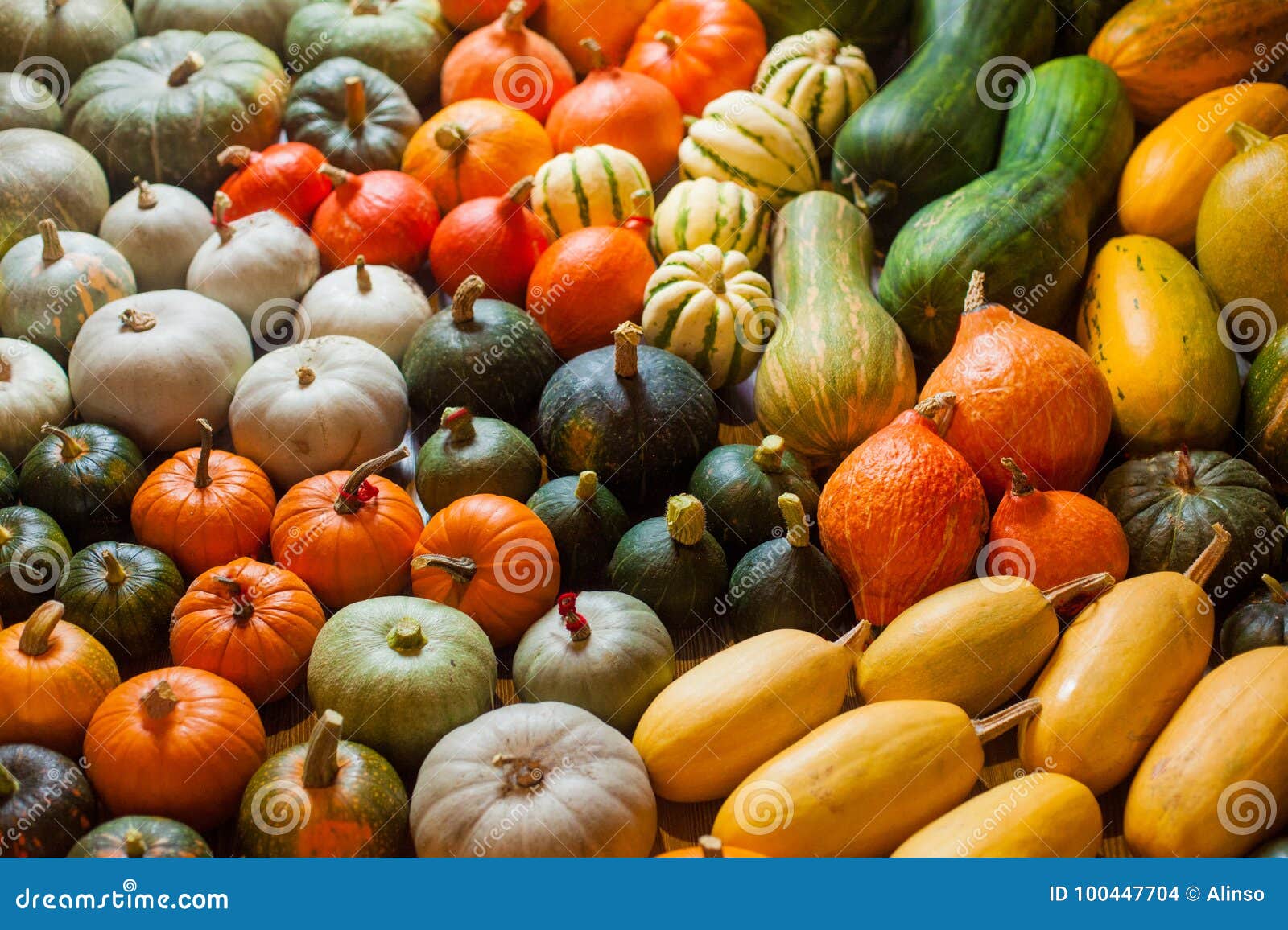 Varieties of Squashes and Pumpkins. Stock Photo Image of decorative