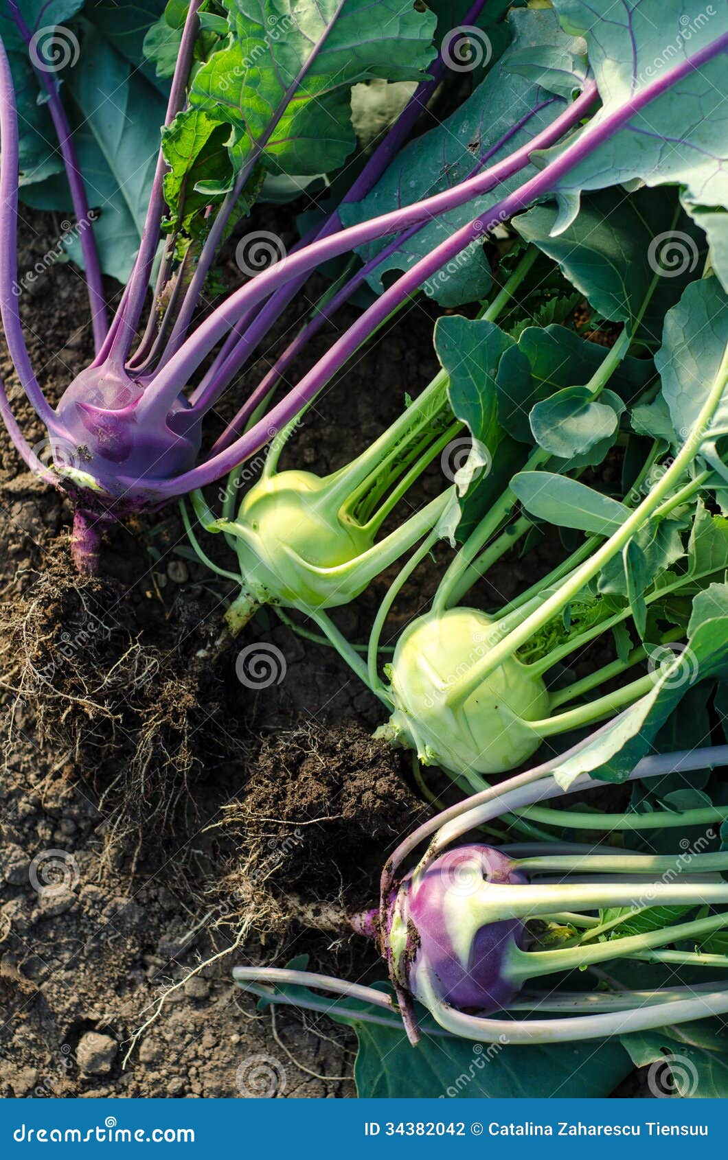 Cavolo Viola: 10 Ricette Per Gustarlo Al Meglio - Foto 2