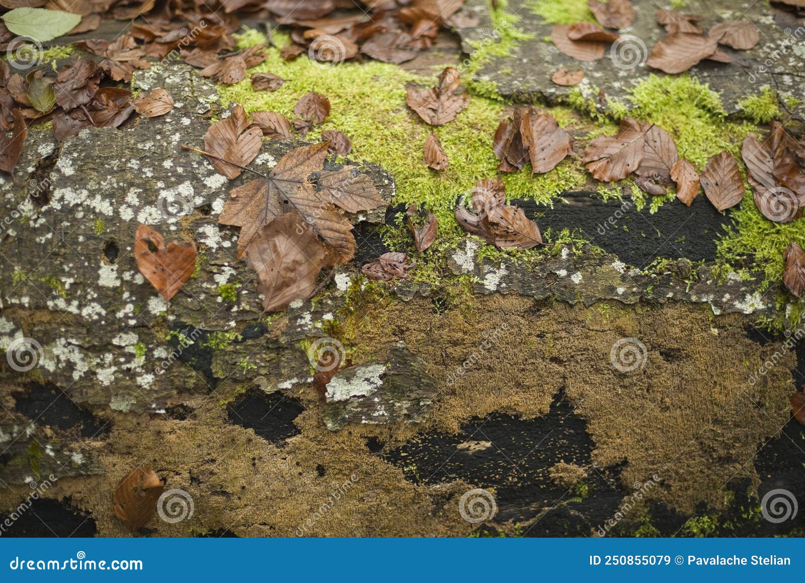 a variety of autumn (fall) leaves in brown and golden hues on wet soil of woodland floor.