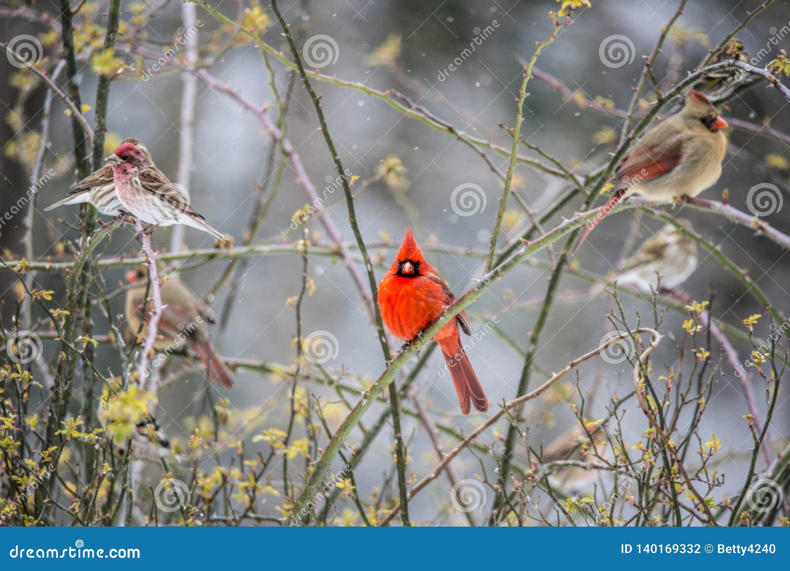 A Variety of Birds Perch in a Rose Bush. Stock Photo Image of