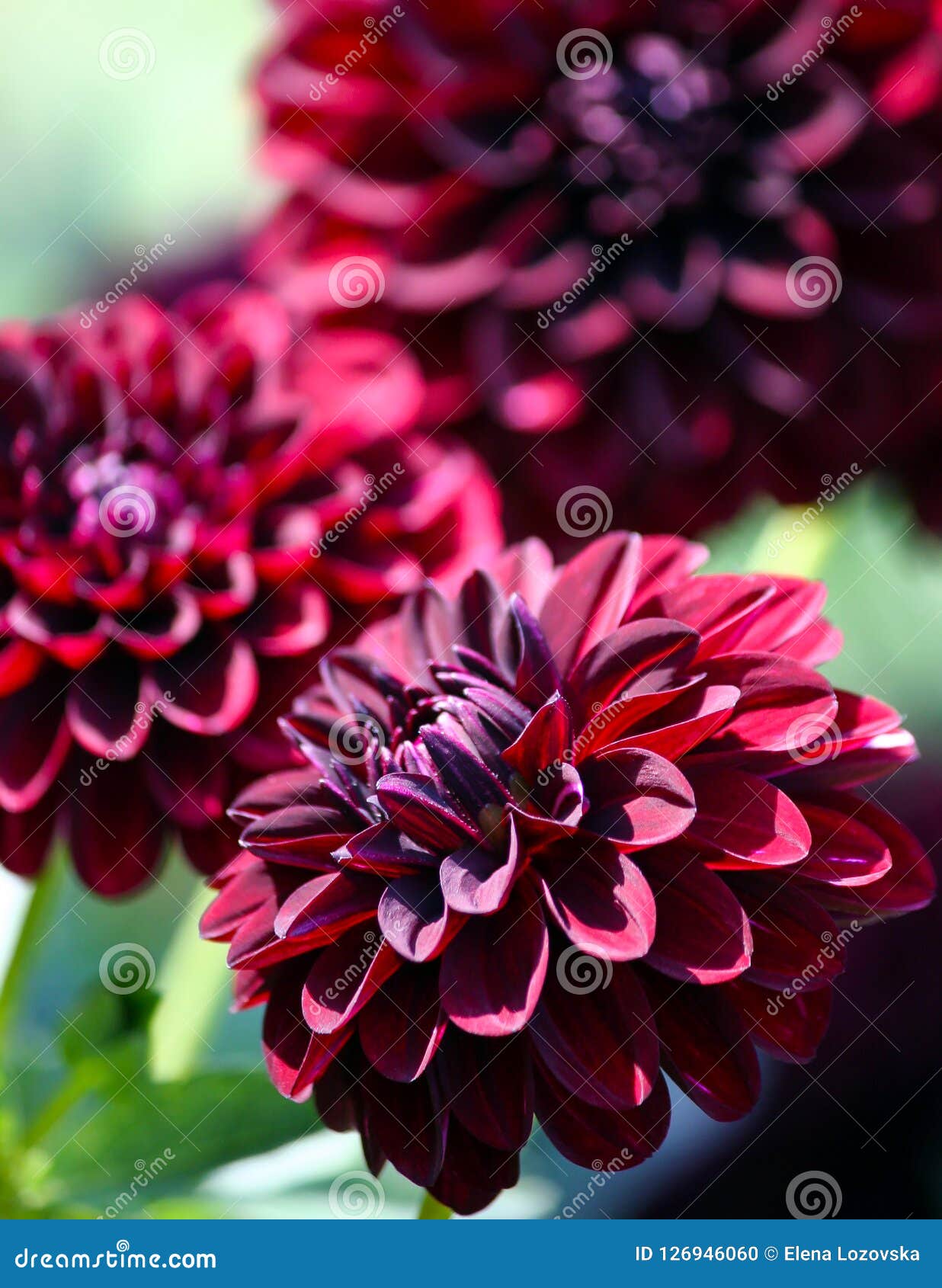 variety of chrysanthemum fidalgo blacky asteraceae plant