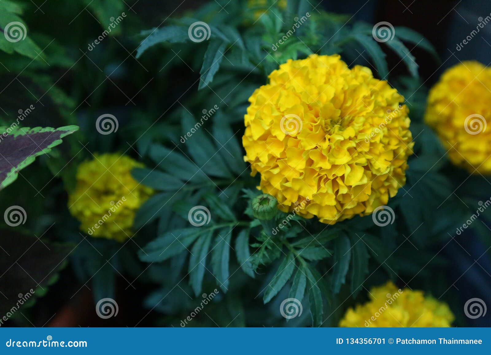 Variety Of Colorful Flowers With A Refreshing Aroma In Nature Stock