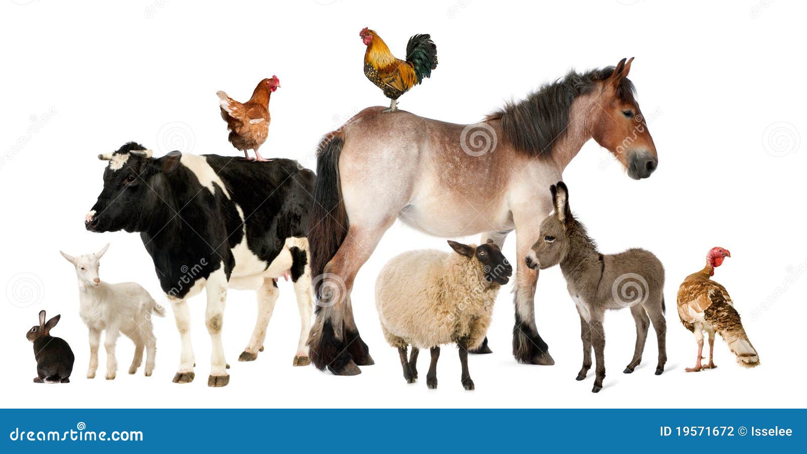 variety of farm animals
