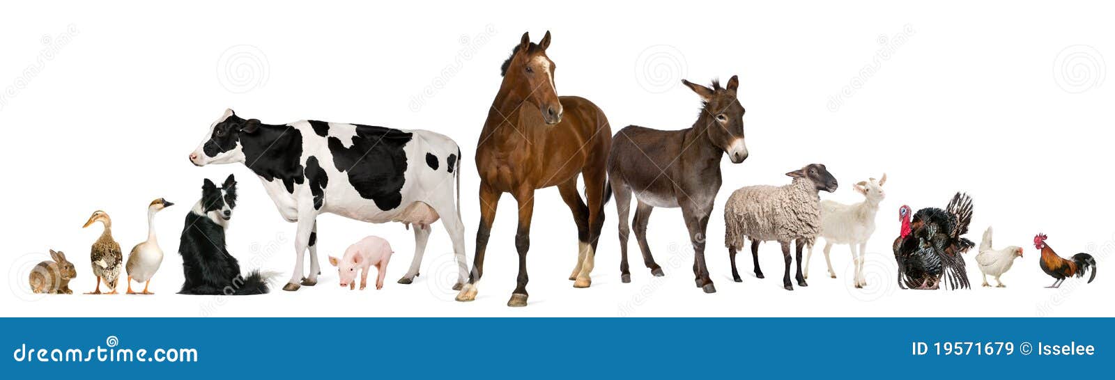 variety of farm animals