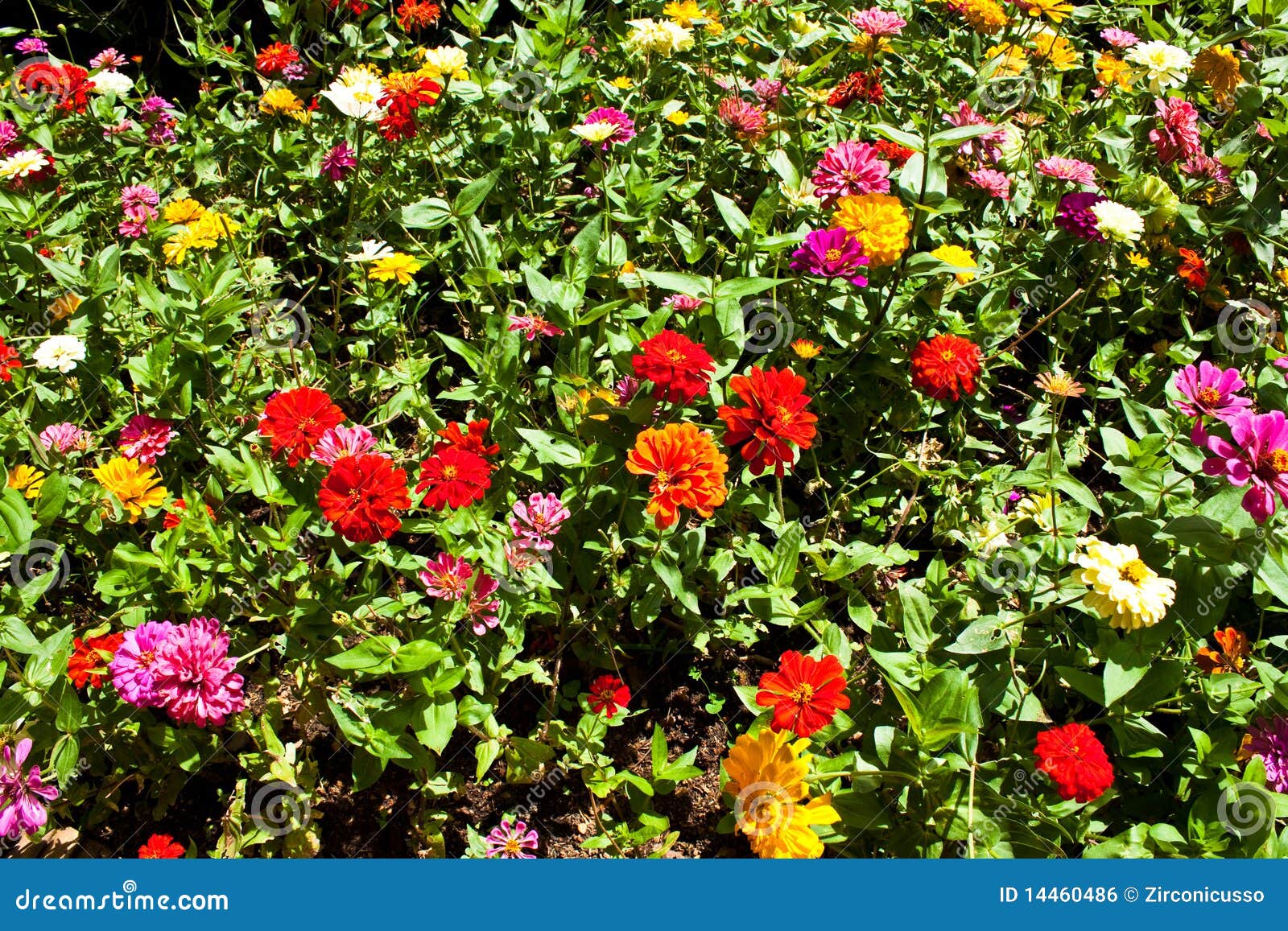 Variety flower stock photo. Image of colorful, natural 14460486