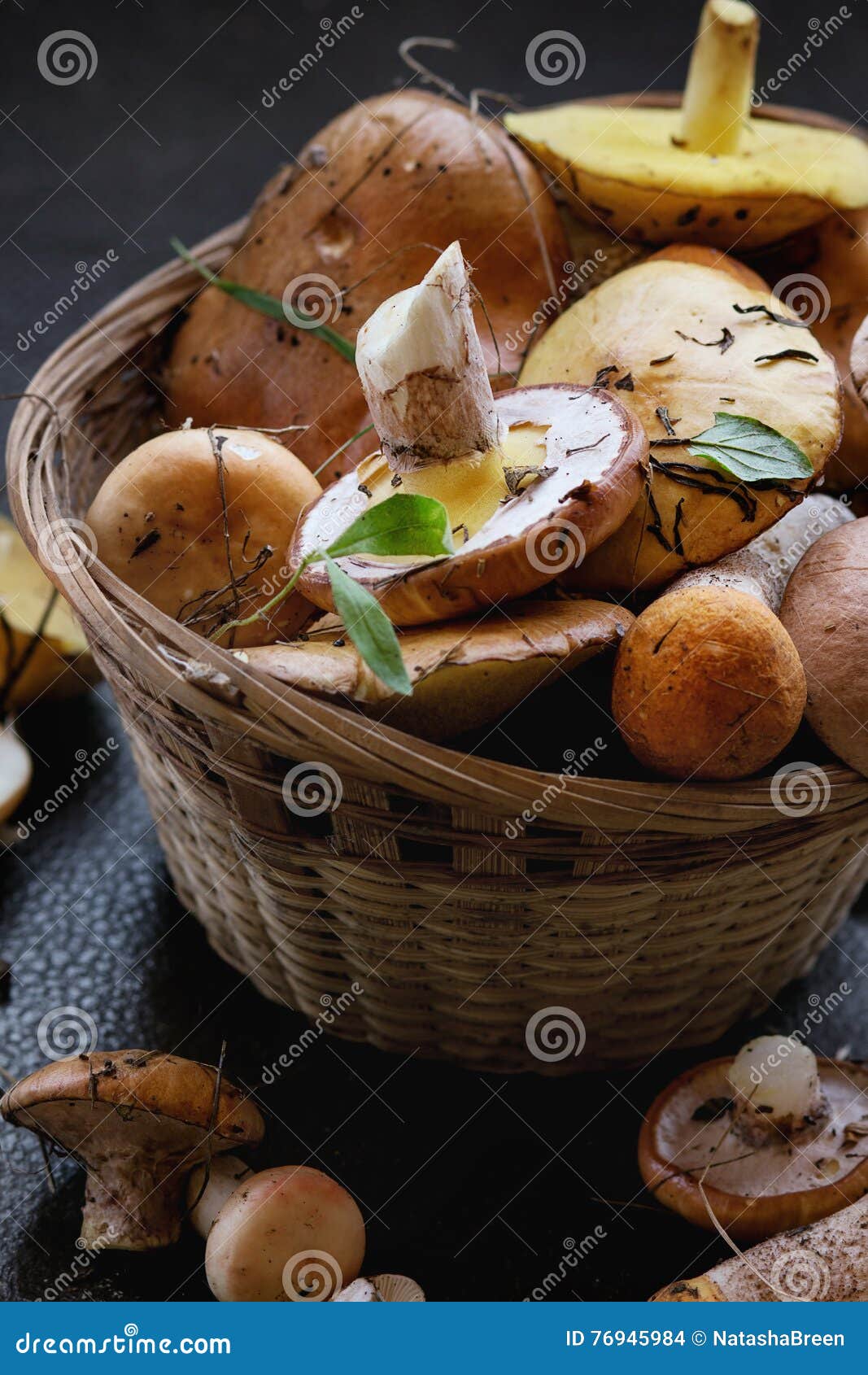 variety of forest mushrooms
