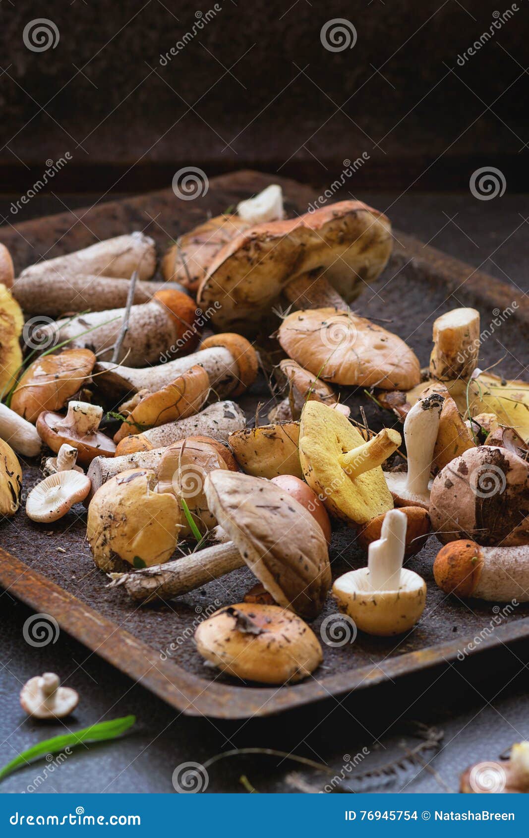 variety of forest mushrooms