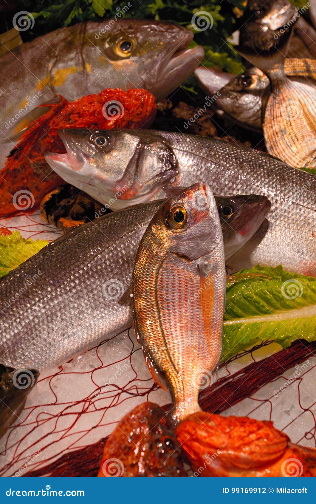 Variety of Fresh Fish Seafood Stock Photo Image of food, healthful