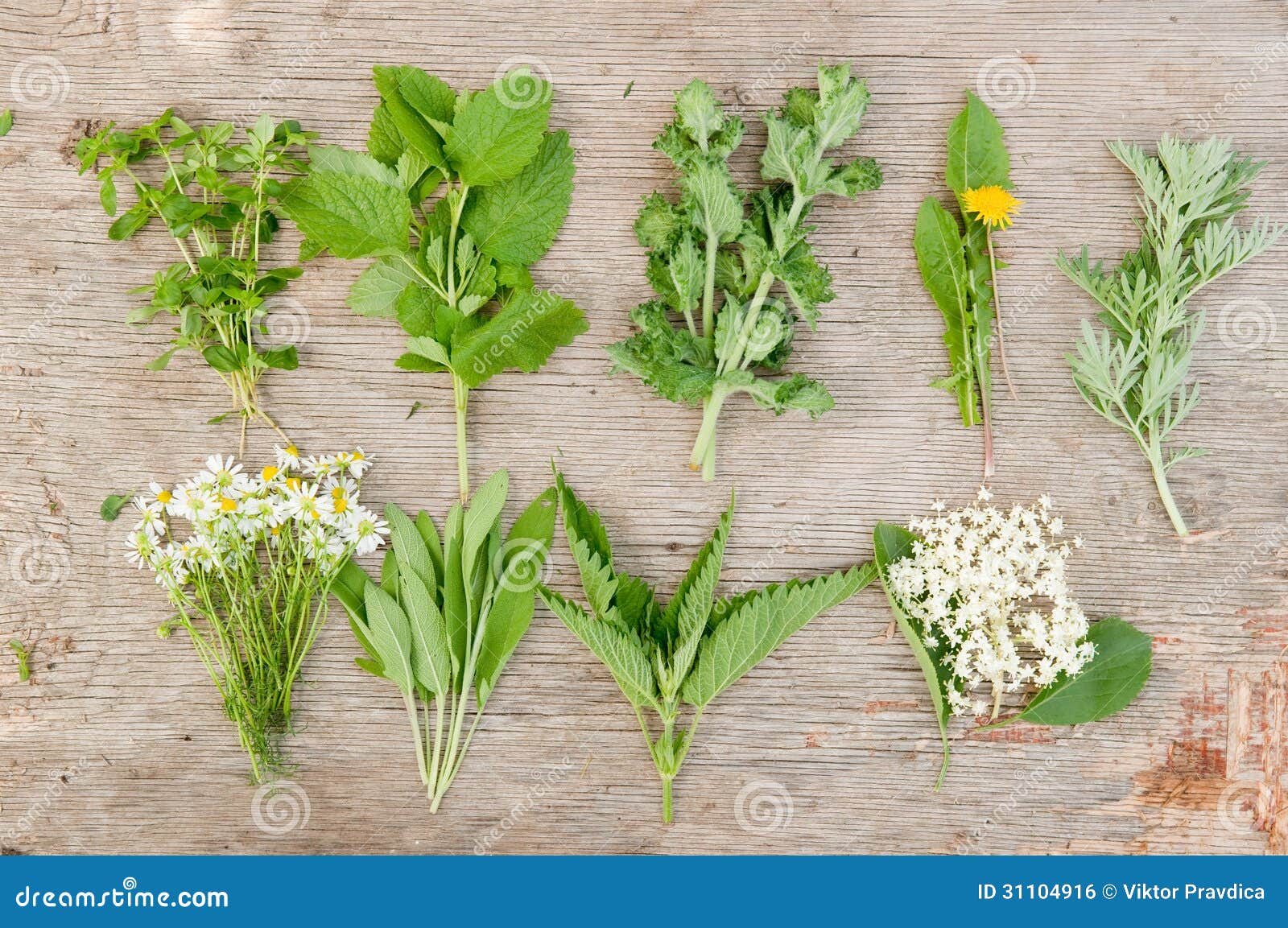 Variety of fresh herbs stock photo. Image of elder, selection 31104916