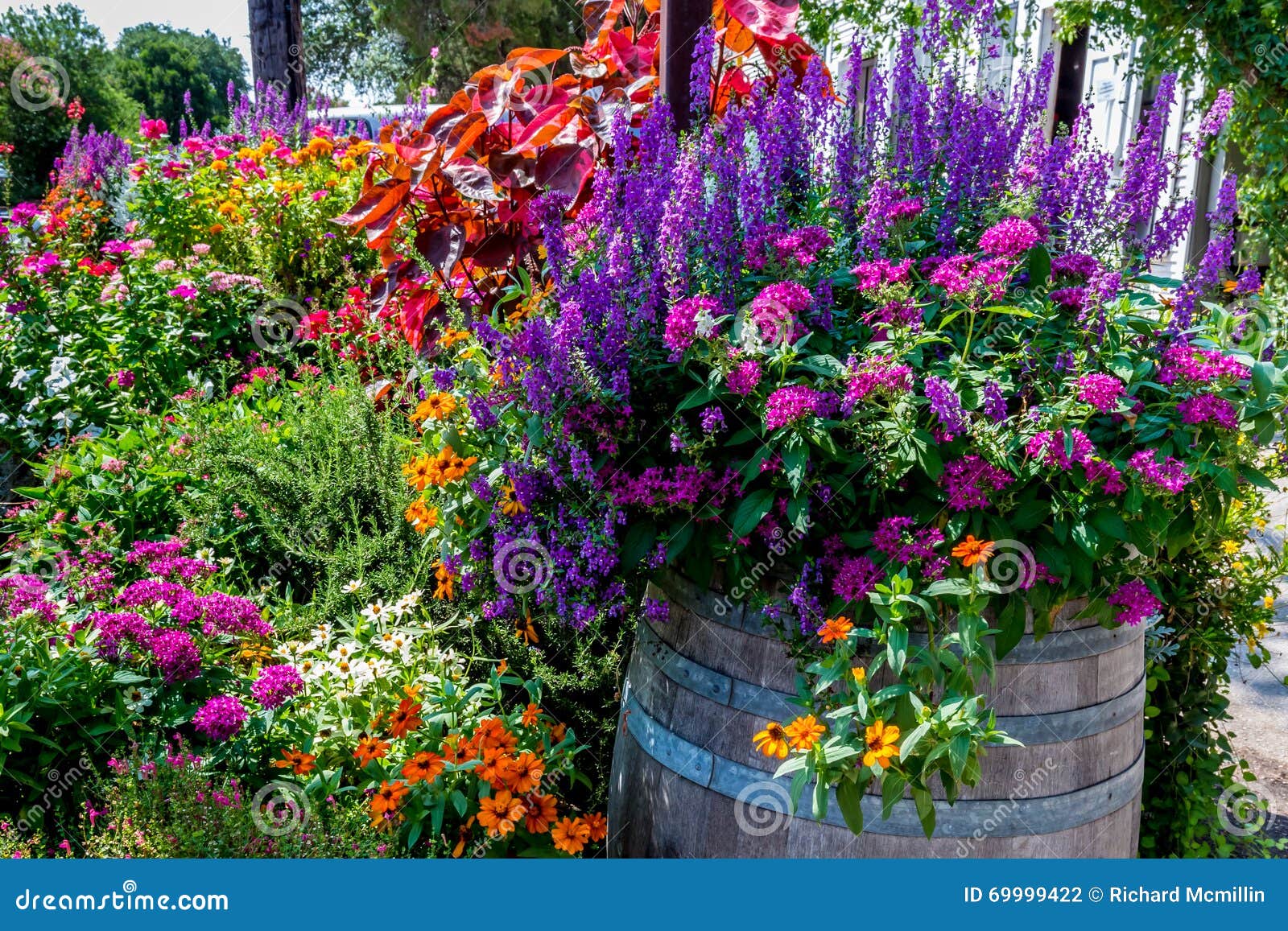 a variety of garden flowers