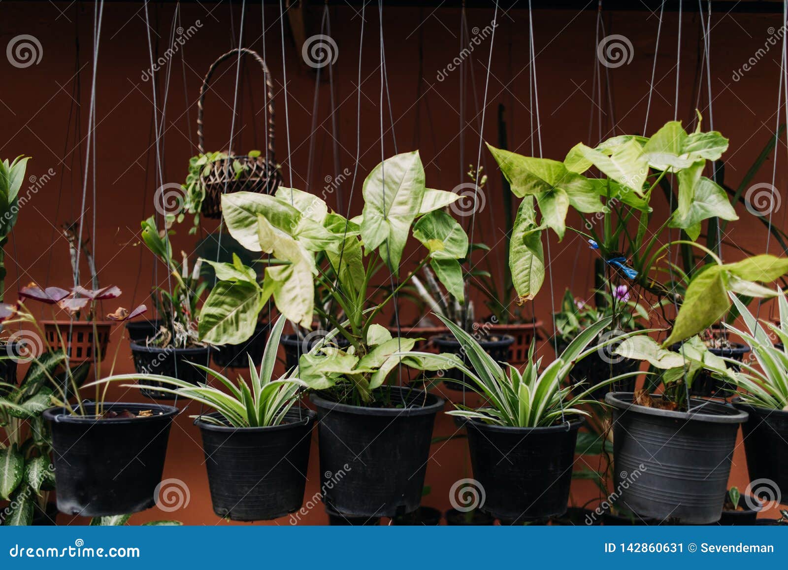 Variety of Green Hanging Plants in Plastic Pots Stock Image Image of