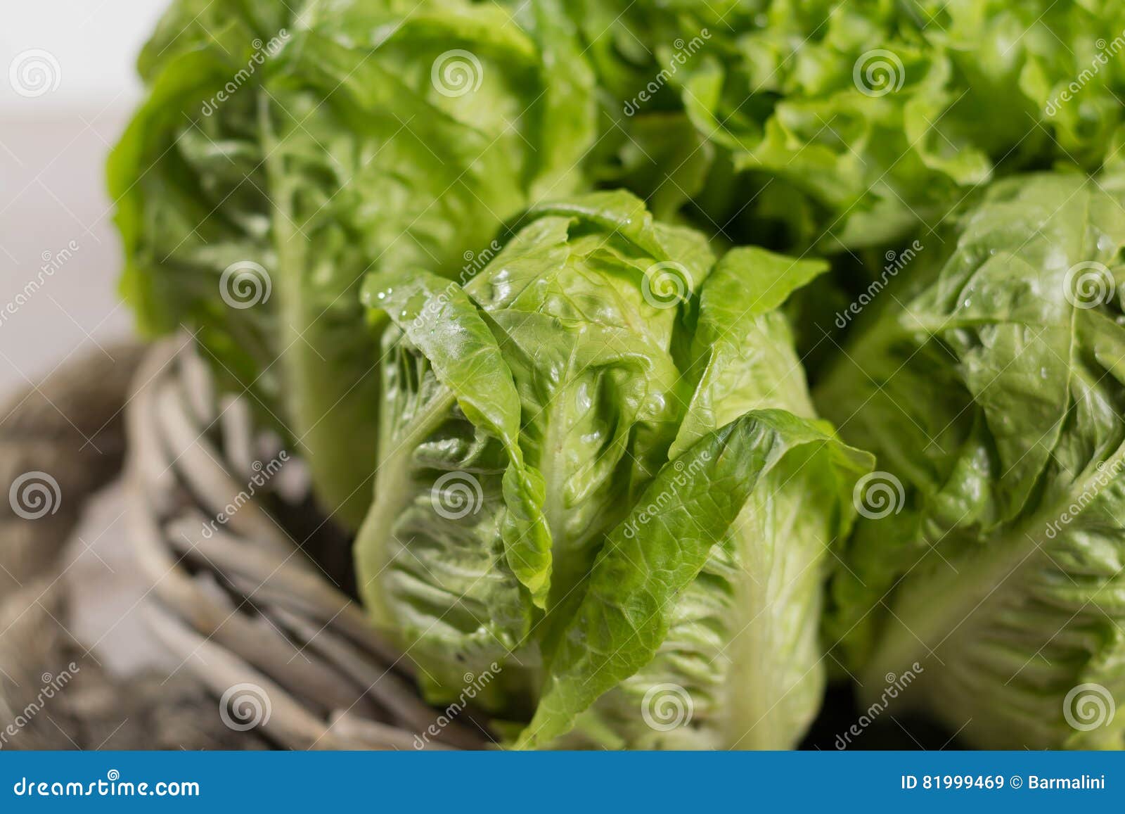 Variety of Green Roma Fresh Lettuce Salad Leaves - Healthy Food Stock ...