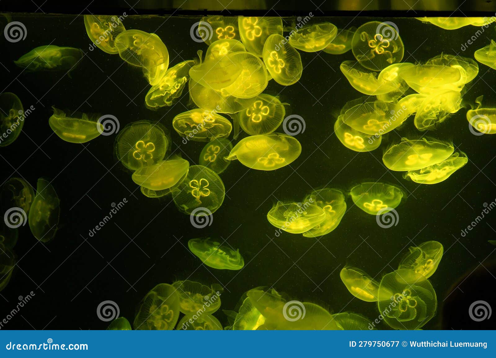 Variety of Jellyfish in Aquarium Tank Stock Image Image of medusa