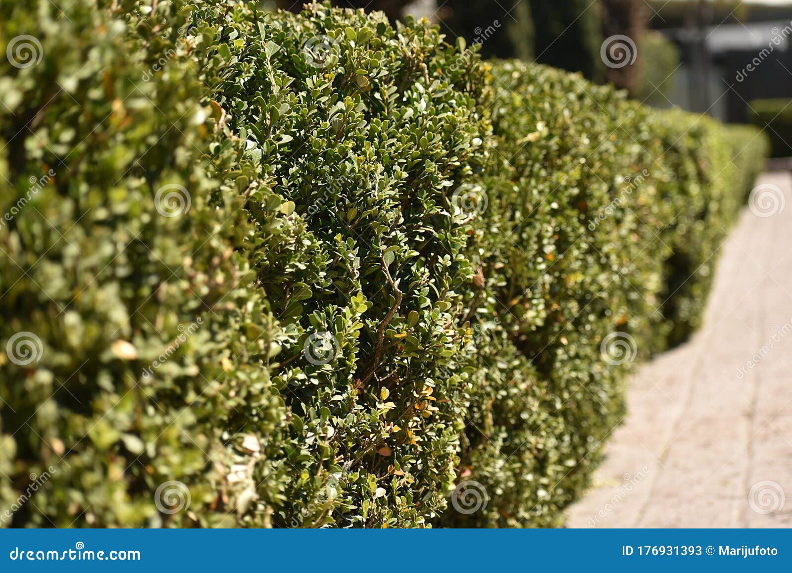 Variety of Leaves of Different Colors on a Street Bush Stock Image ...