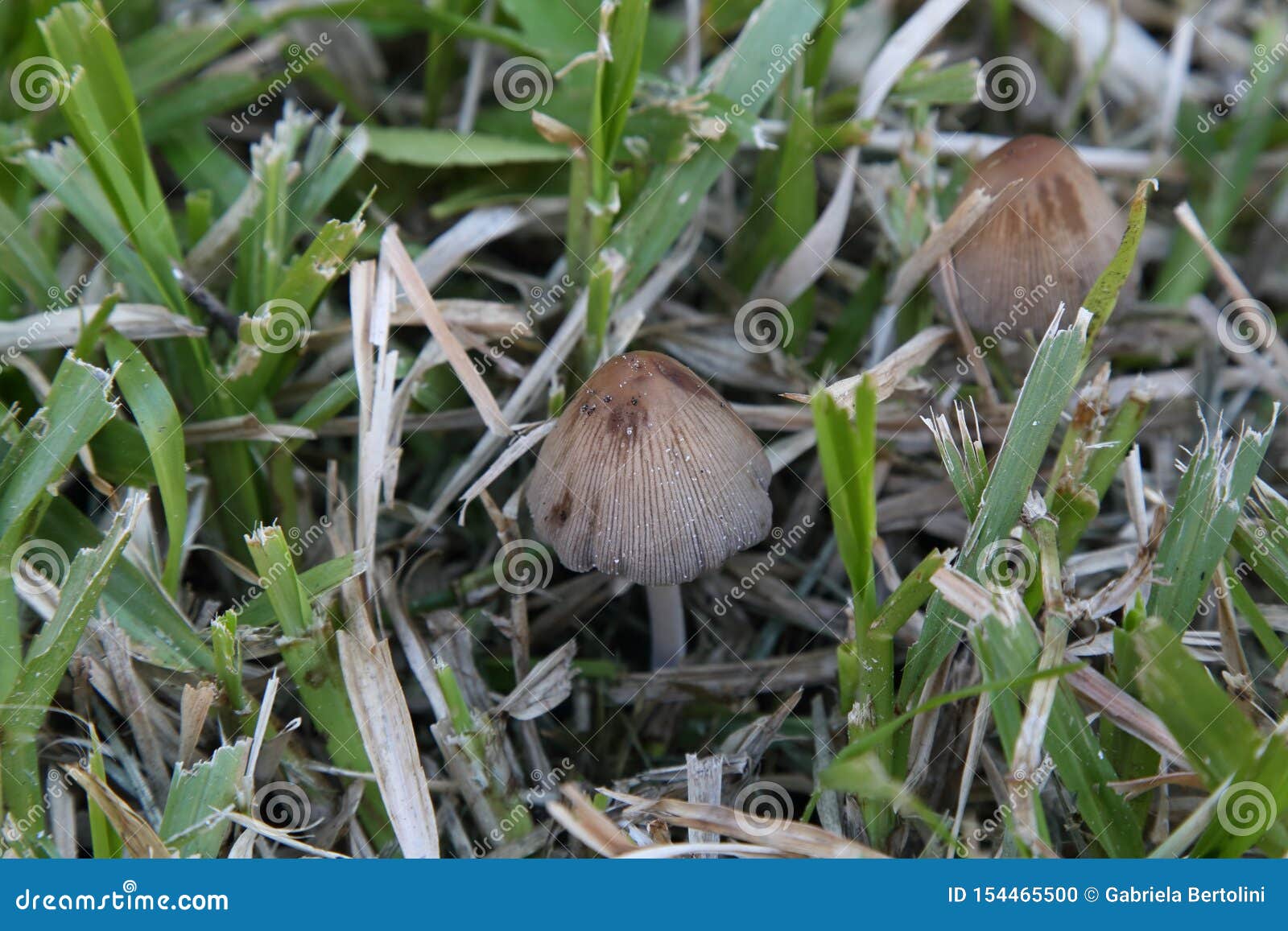 Variety Of Mushrooms That Grow In The Garden In Winter Stock Photo