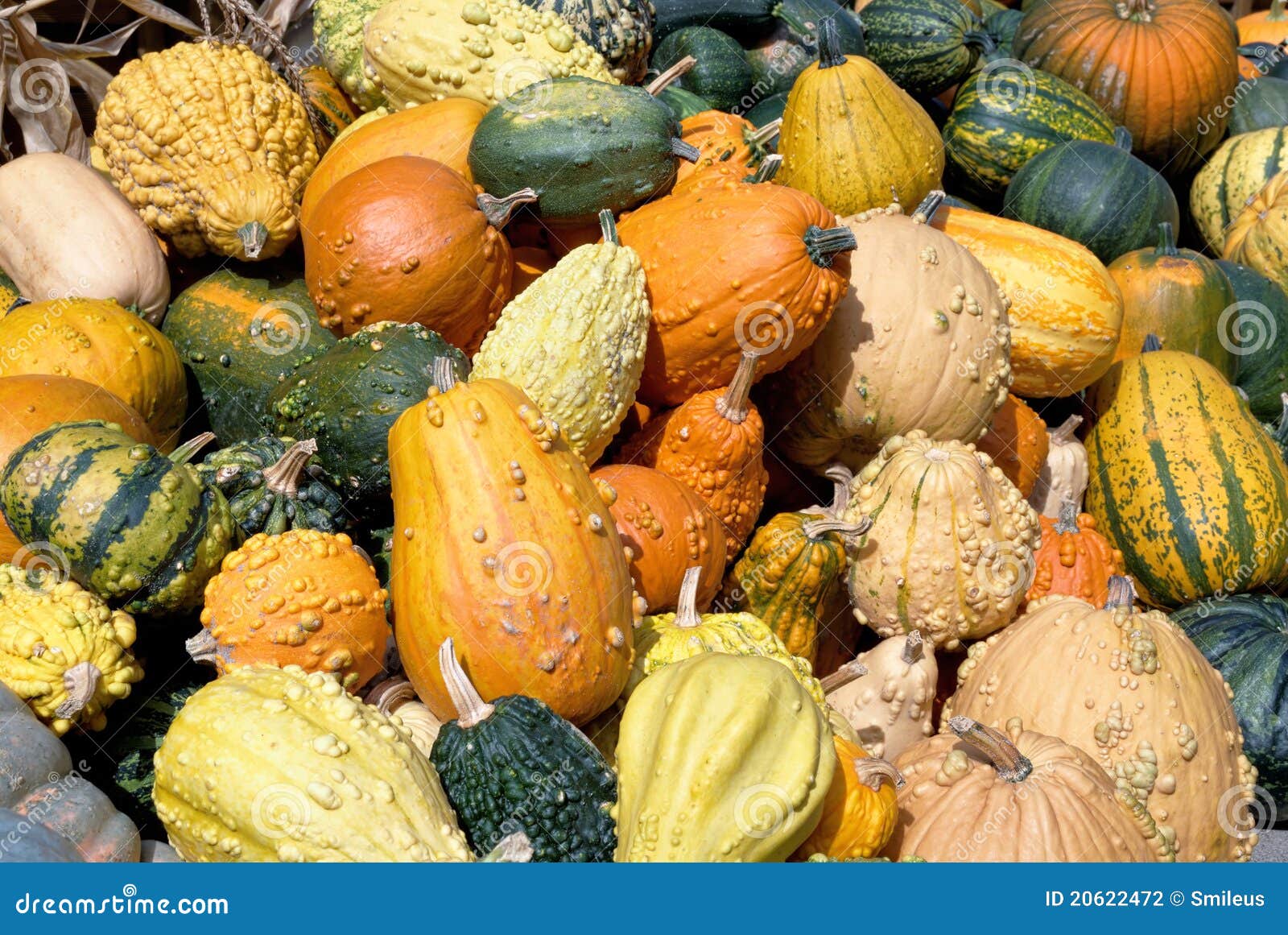 Variety of Ornamental Pumpkins Stock Photo Image of seasonal