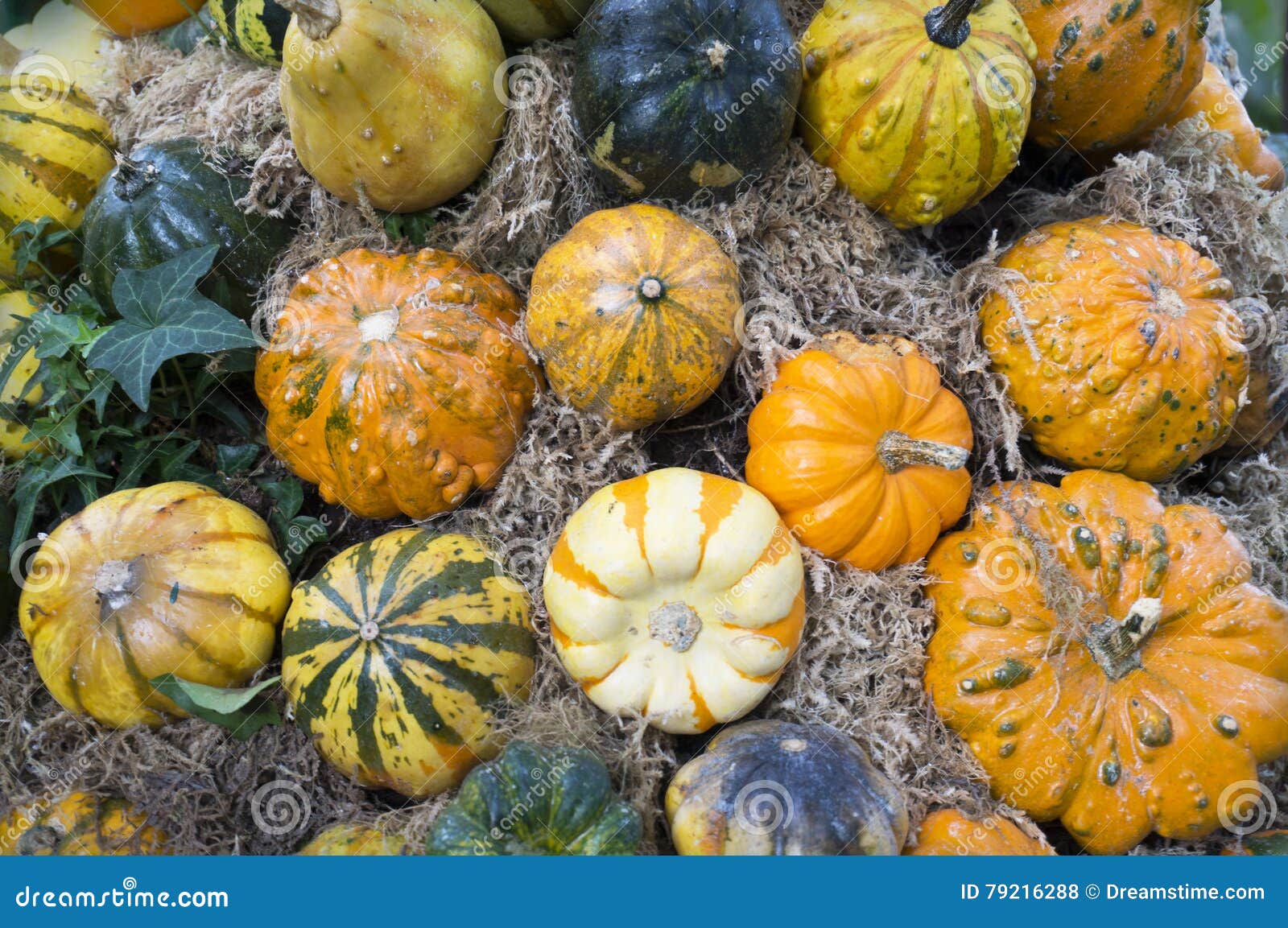 Variety of Ornamental Pumpkins Stock Photo Image of thanksgiving