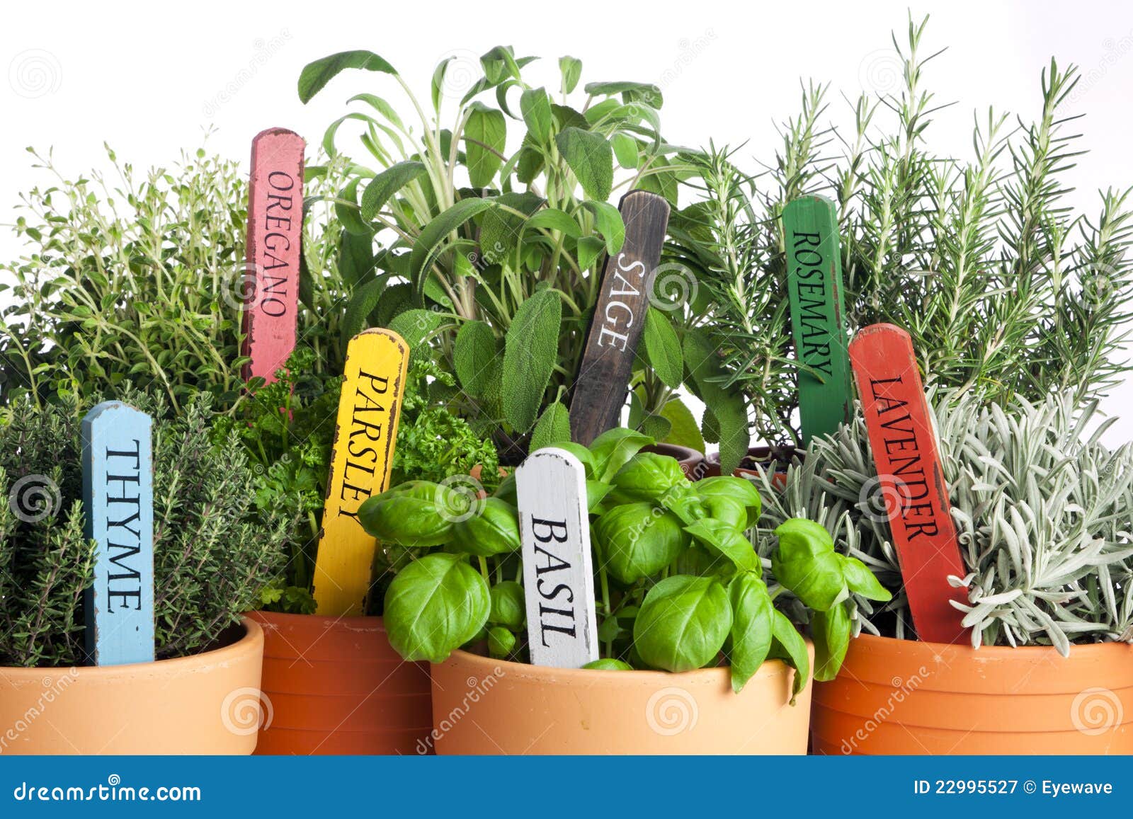 Variety of Potted Garden Herbs, Closeup Stock Image Image of plant