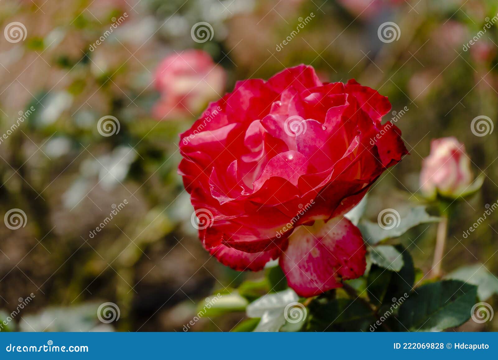 variety the prince of red rose grown in the rose garden of palermo in buenos aires