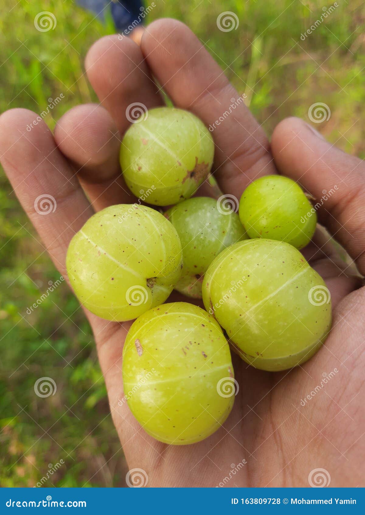 Amla,a Bunch of Indian Gooseberry on a Palm. Stock Photo - Image of mature, amla: 163809728 Amla,a Bunch of Indian Gooseberry on a Palm. Stock Photo - Image of mature, amla: 163809728