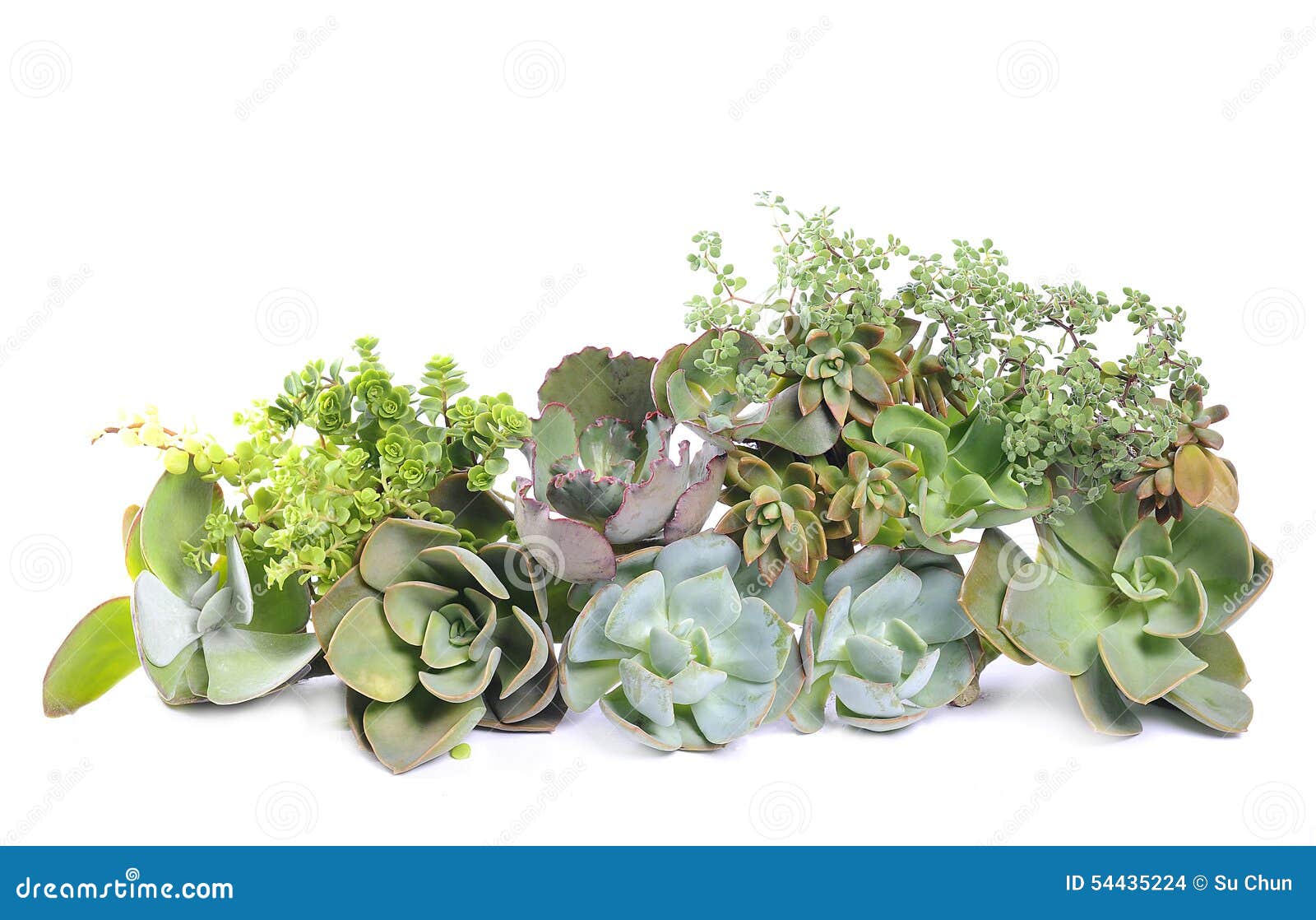 variety of succulents