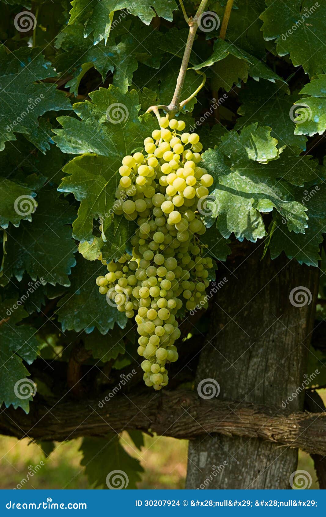 Bunch of grapes stock photo. Image of grapes, cultivation 30207924