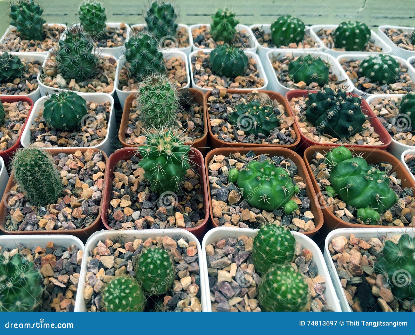 Varietà di cactus. Fila di varietà nelle piccole piante del deserto del cactus