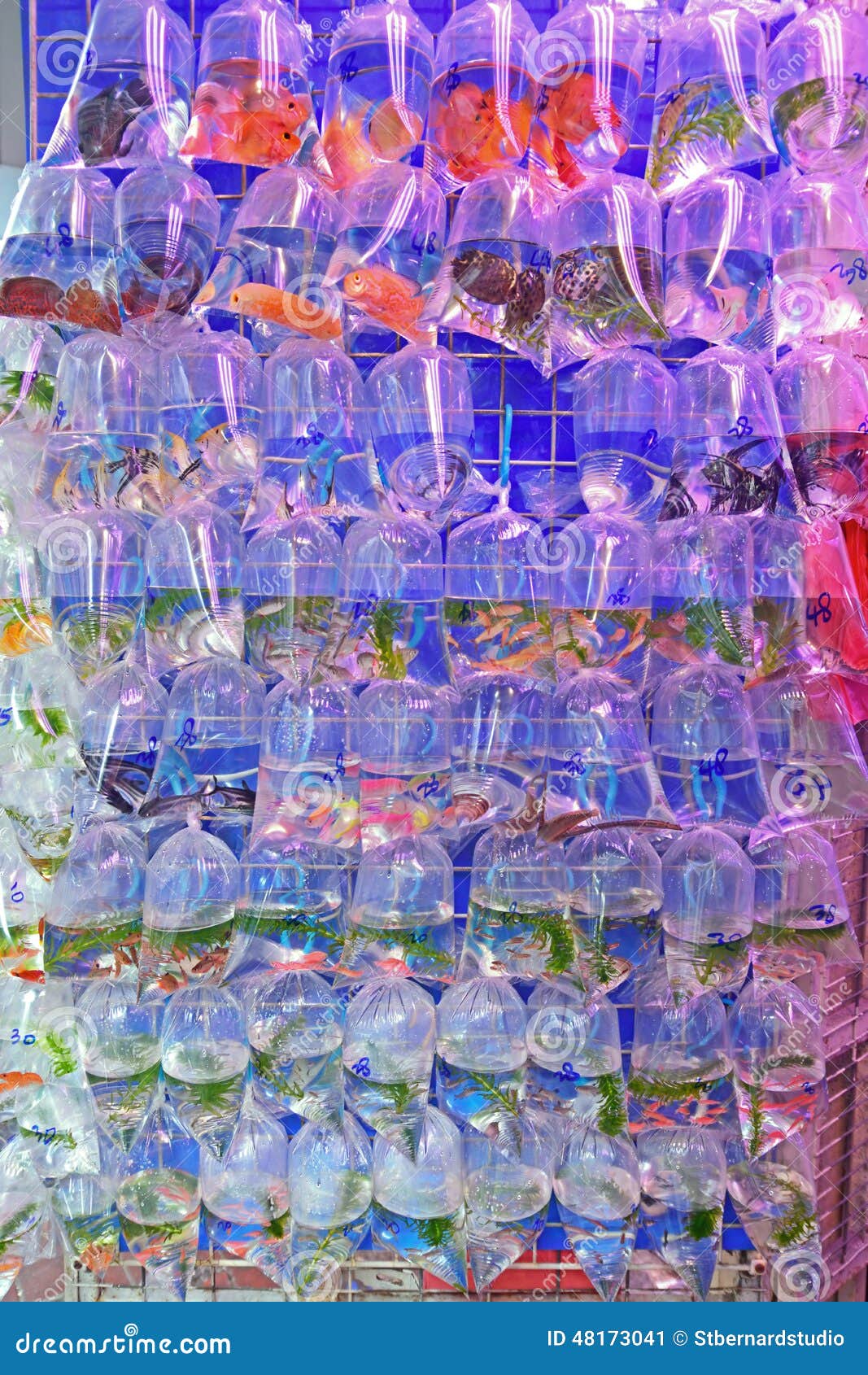 Vario pesce dell'acquario dell'acqua dolce ha venduto nel sacchetto di plastica trasparente. Vario piccolo pesce dell'acquario dell'acqua dolce ha venduto nel sacchetto di plastica trasparente riempito di gas Questi sono appesi sulla parete lungo i negozi al mercato ittico dell'oro, Mong Kok, Hong Kong