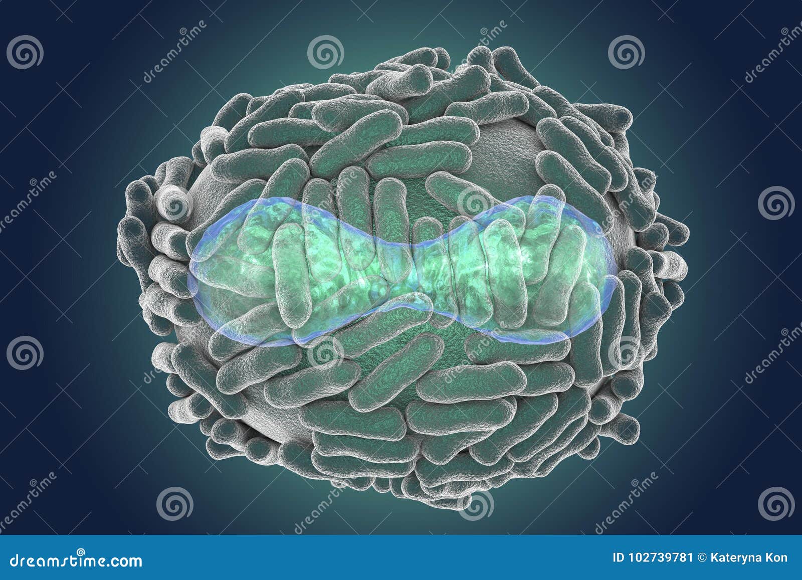 variola virus 