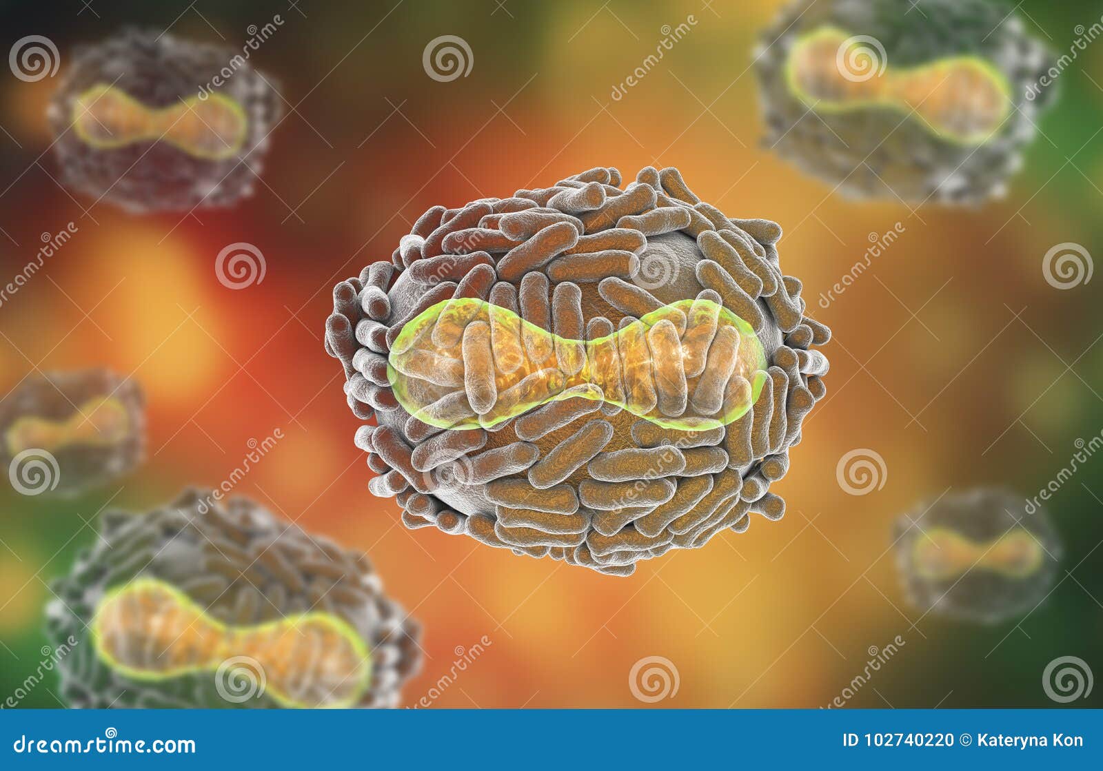 variola virus 